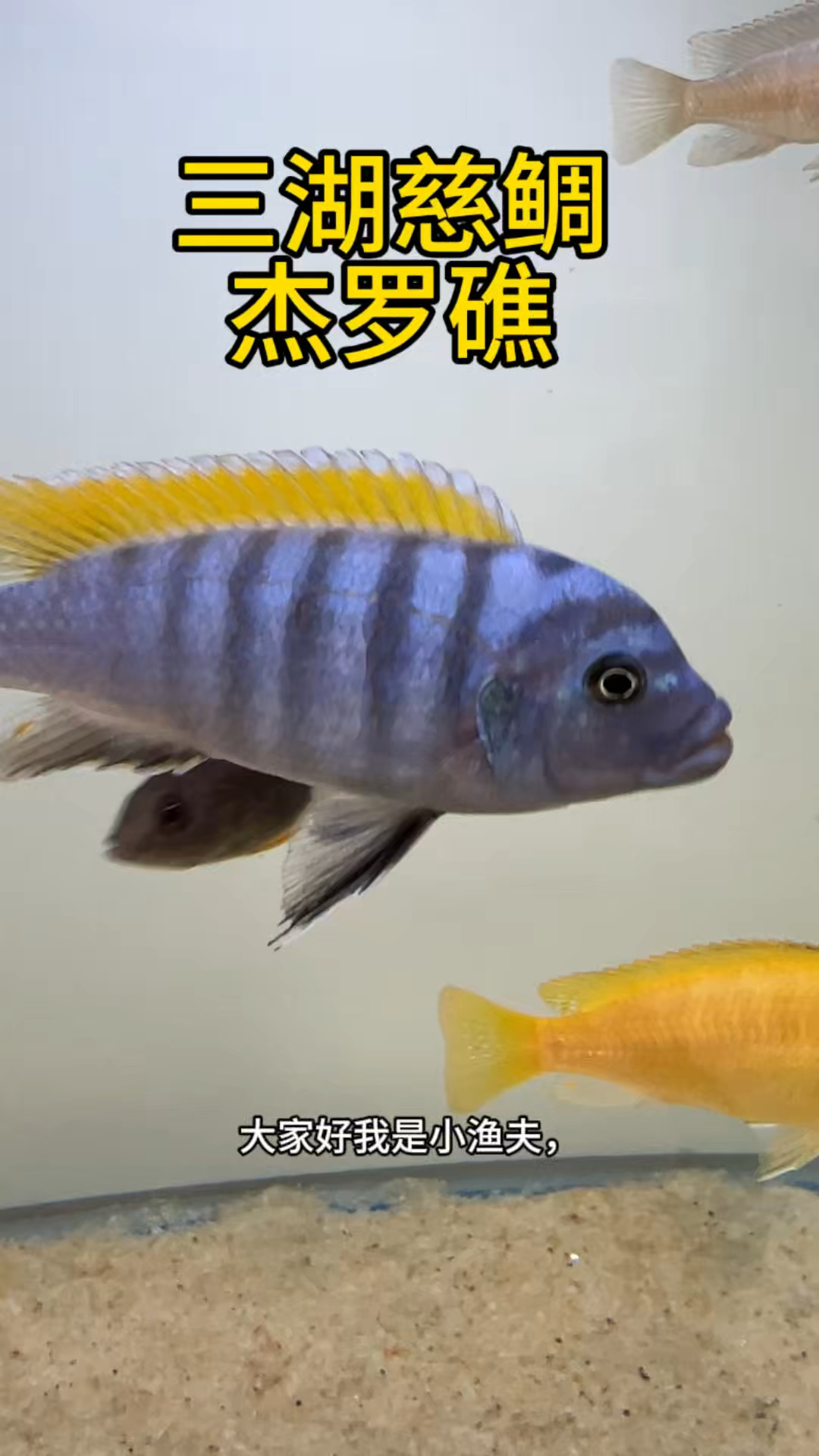 热带观赏鱼三湖慈鲷“杰罗礁”像海鱼的淡水鱼！