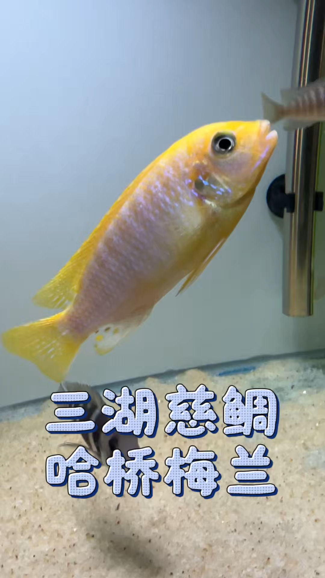热带鱼三湖慈鲷,哈桥梅兰