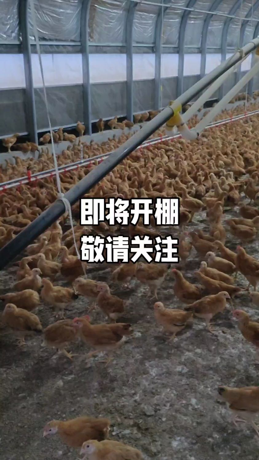 正宗苏禽绿壳蛋鸡开棚啦