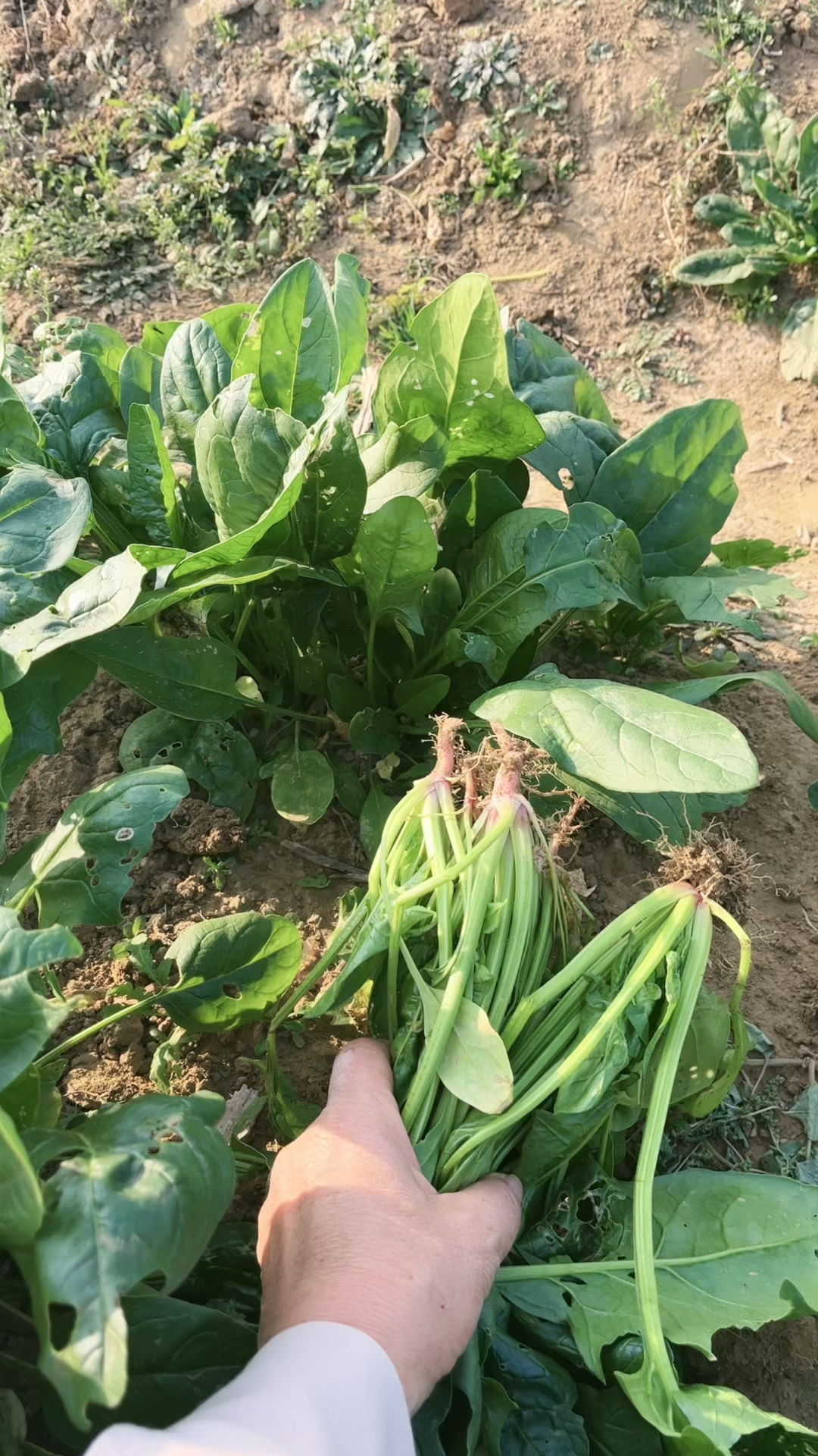 我就拔了棵野菜,这老头上来就是一巴掌