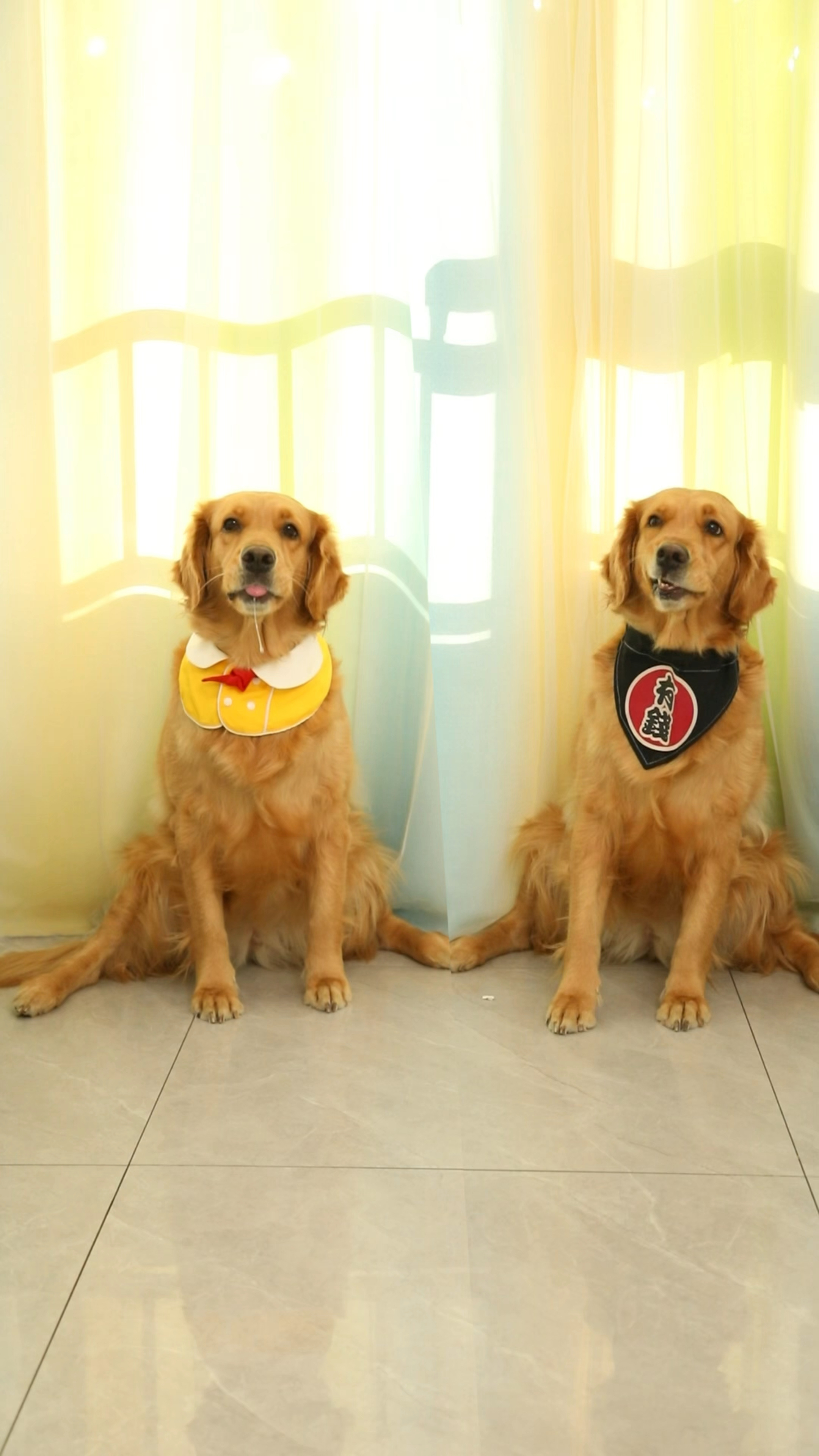 真假奶茶系列回归啦