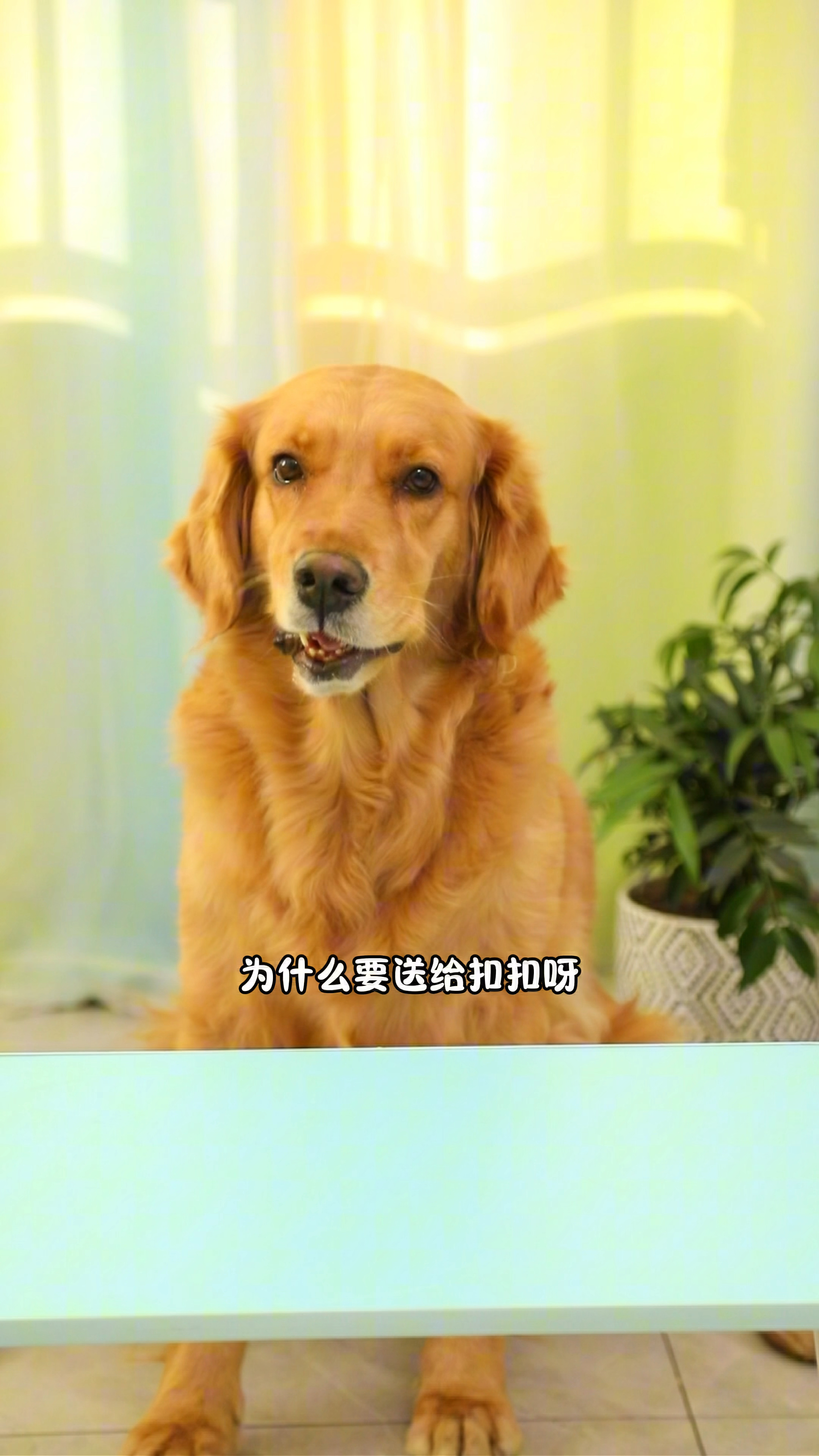 奶茶和coco都收到粉丝寄的盲盒啦