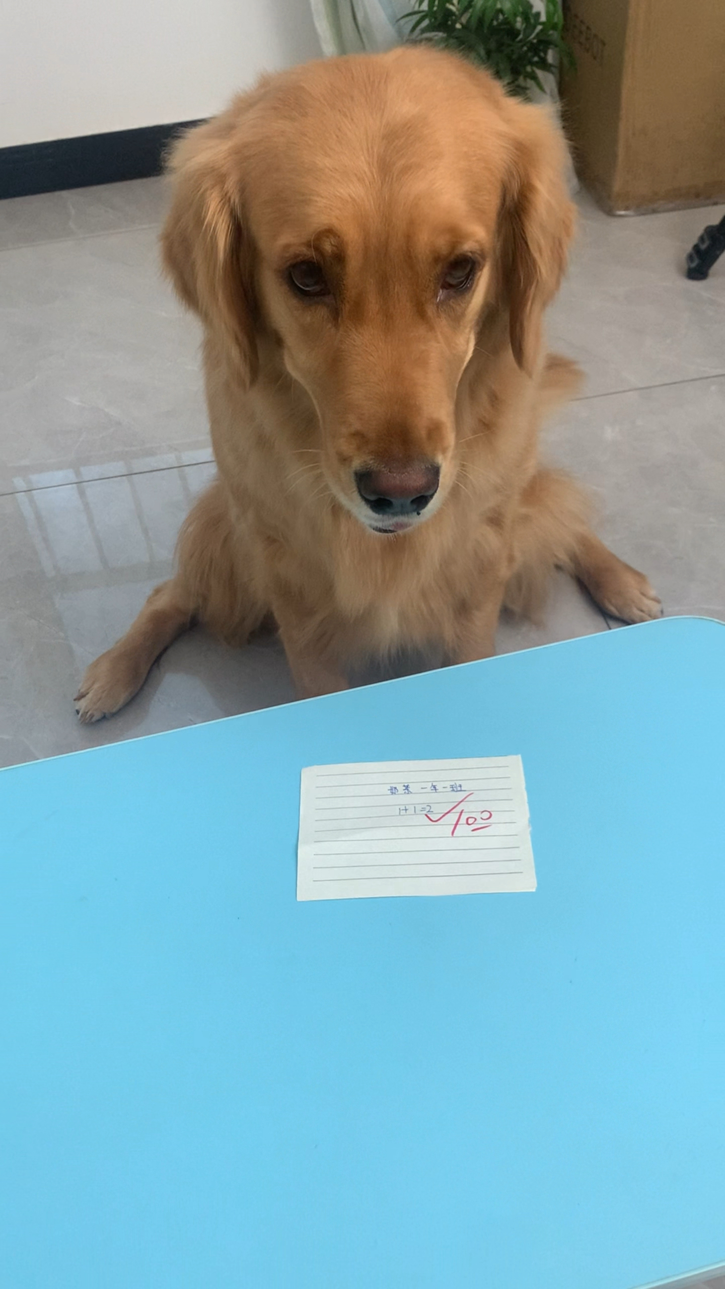 coco和奶茶到底谁做的对呀