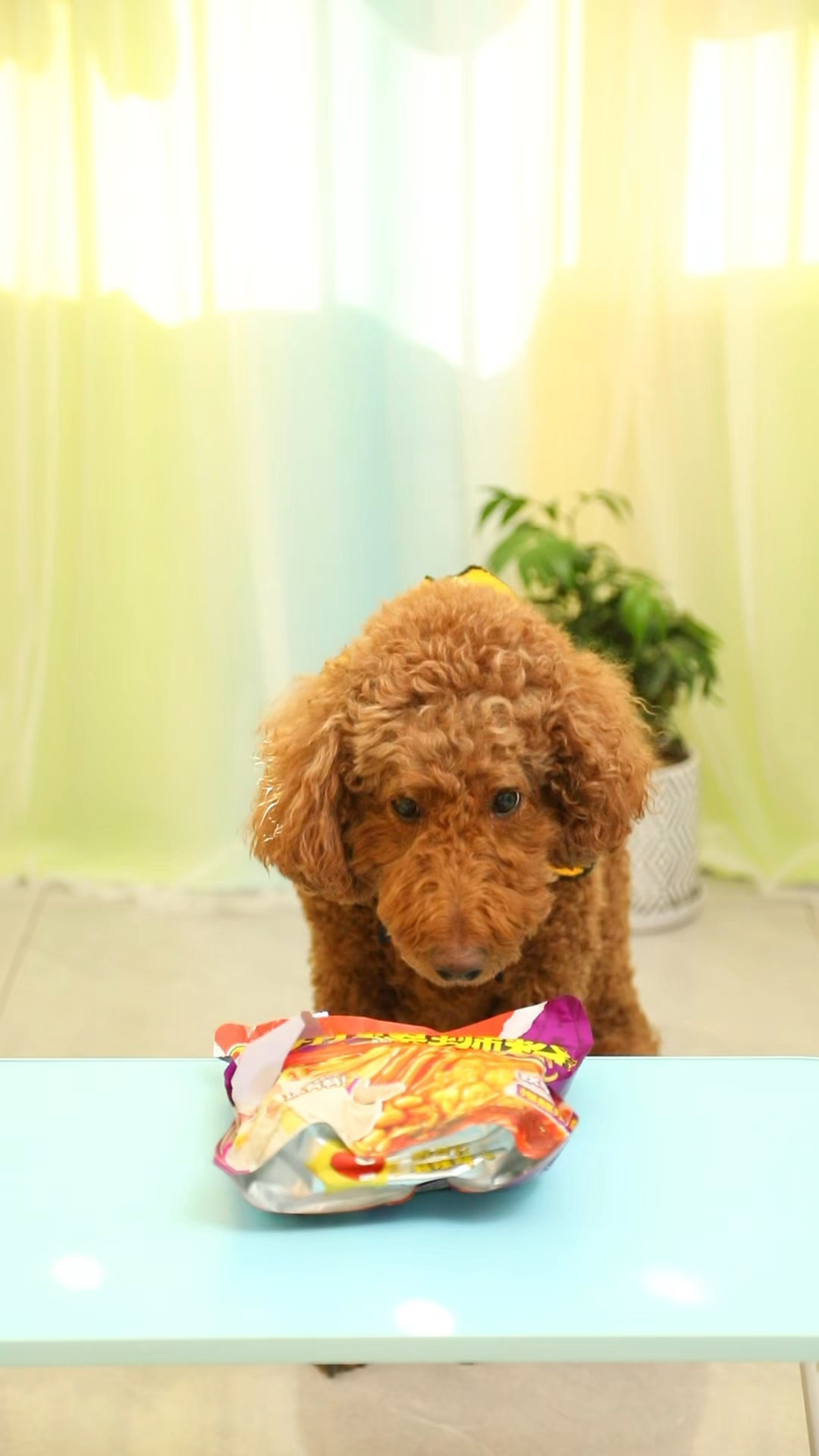 coco给过奶茶螺蛳粉的