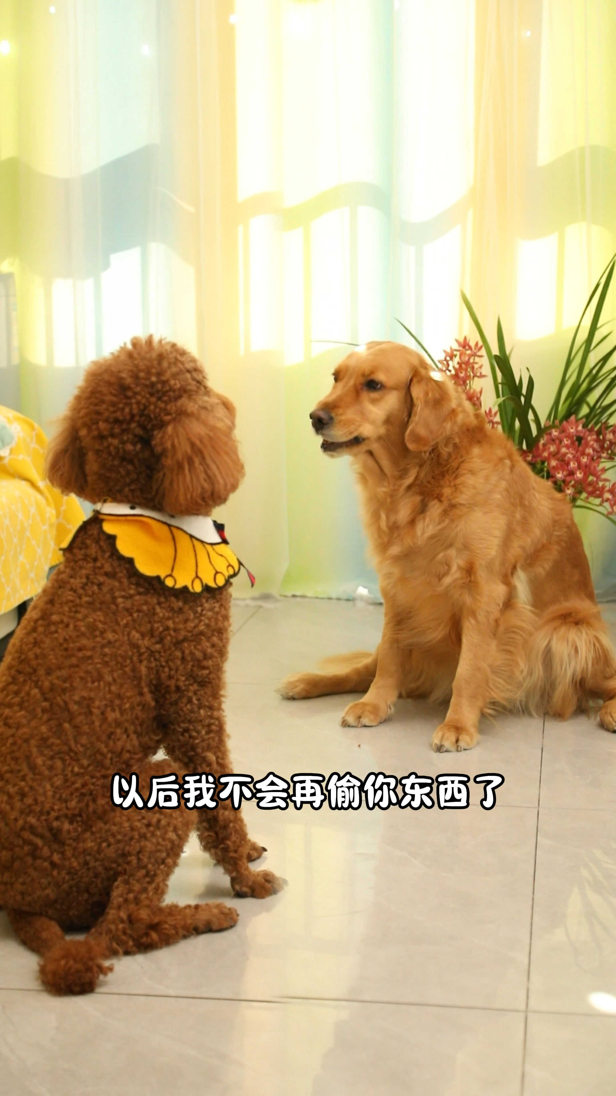 coco一定要原谅奶茶呀