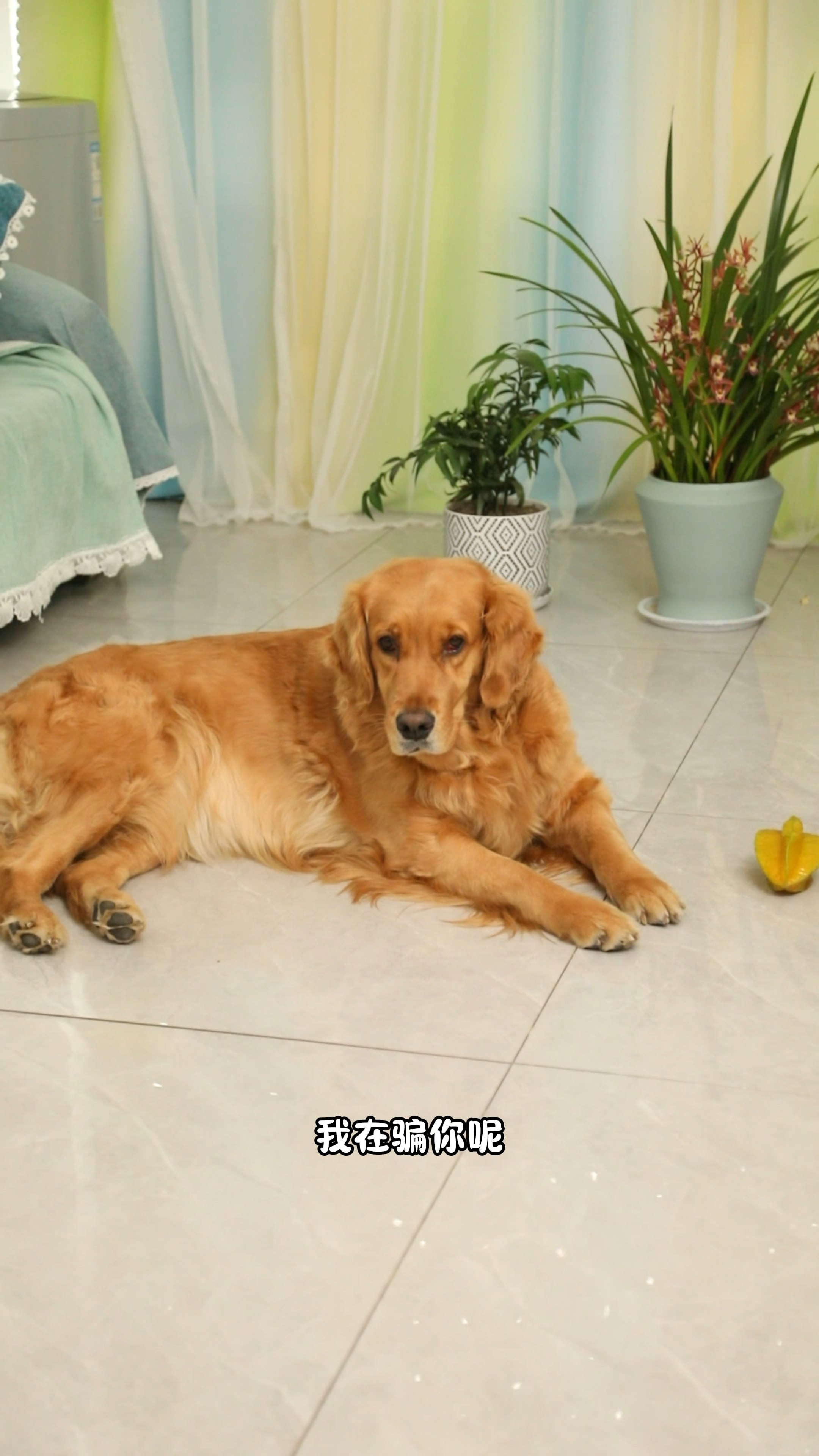 真的是不敢相信奶茶他走了