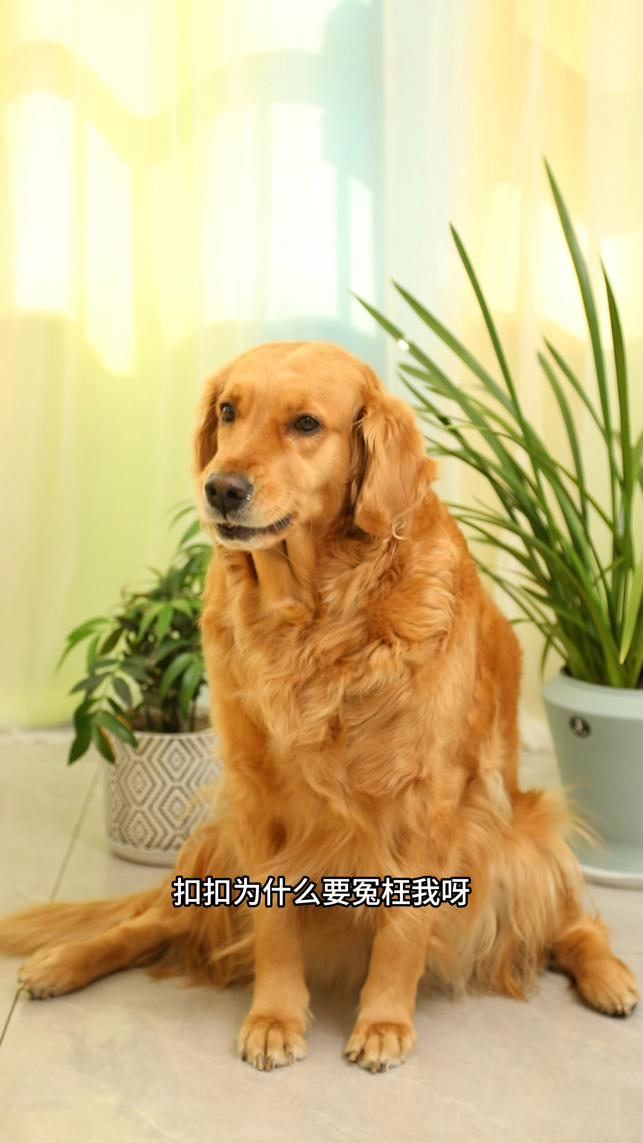 coco太坏了居然冤枉奶茶
