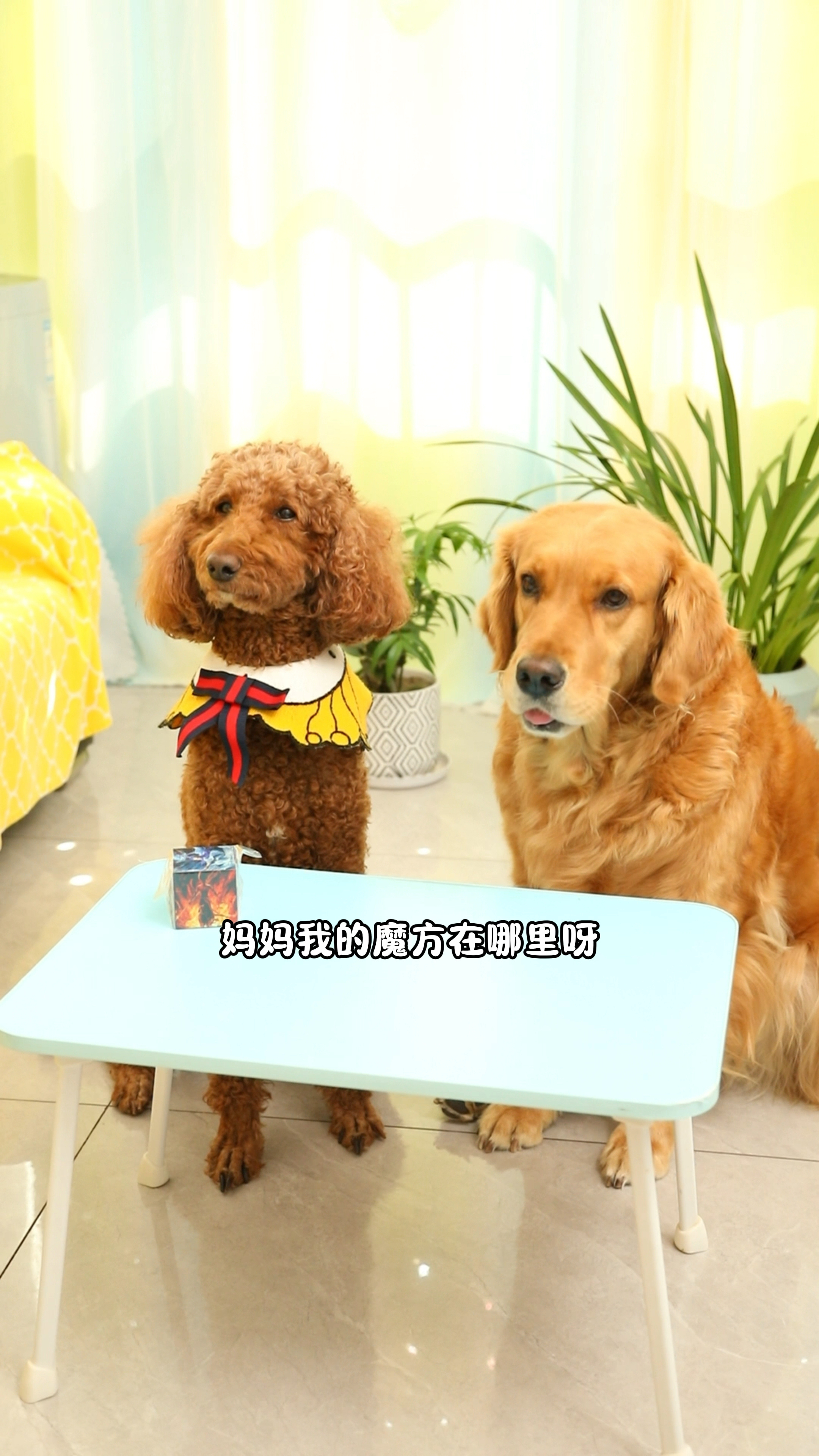 奶茶妈妈是在欺骗奶茶吗