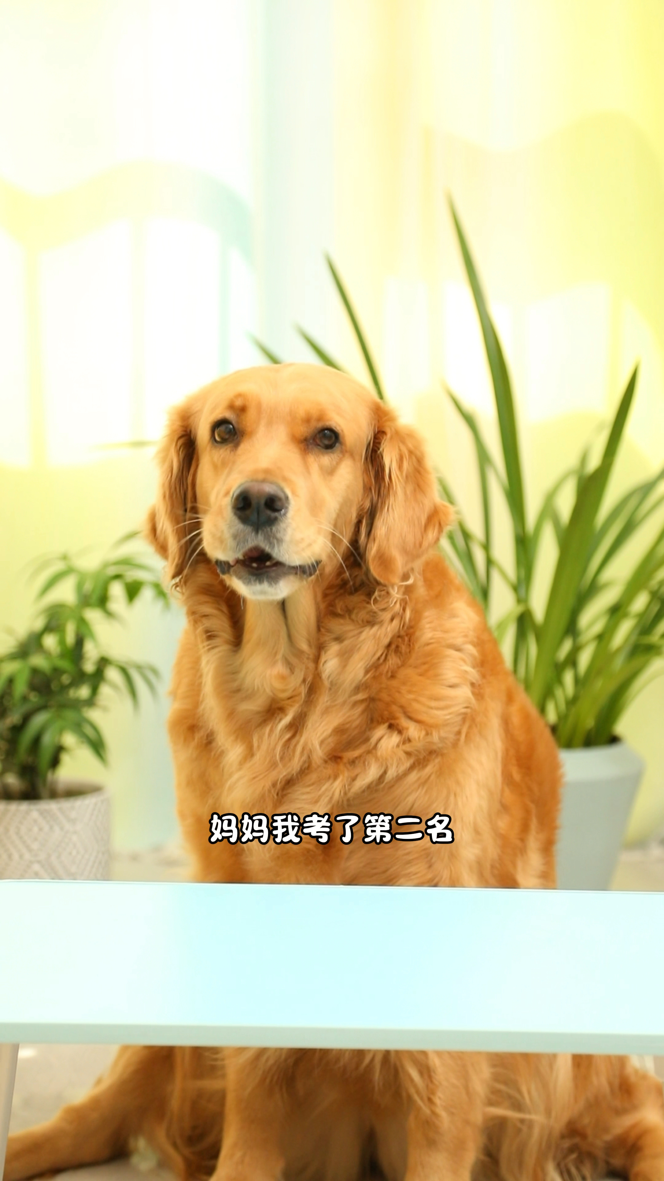 没想到奶茶这么的懂事