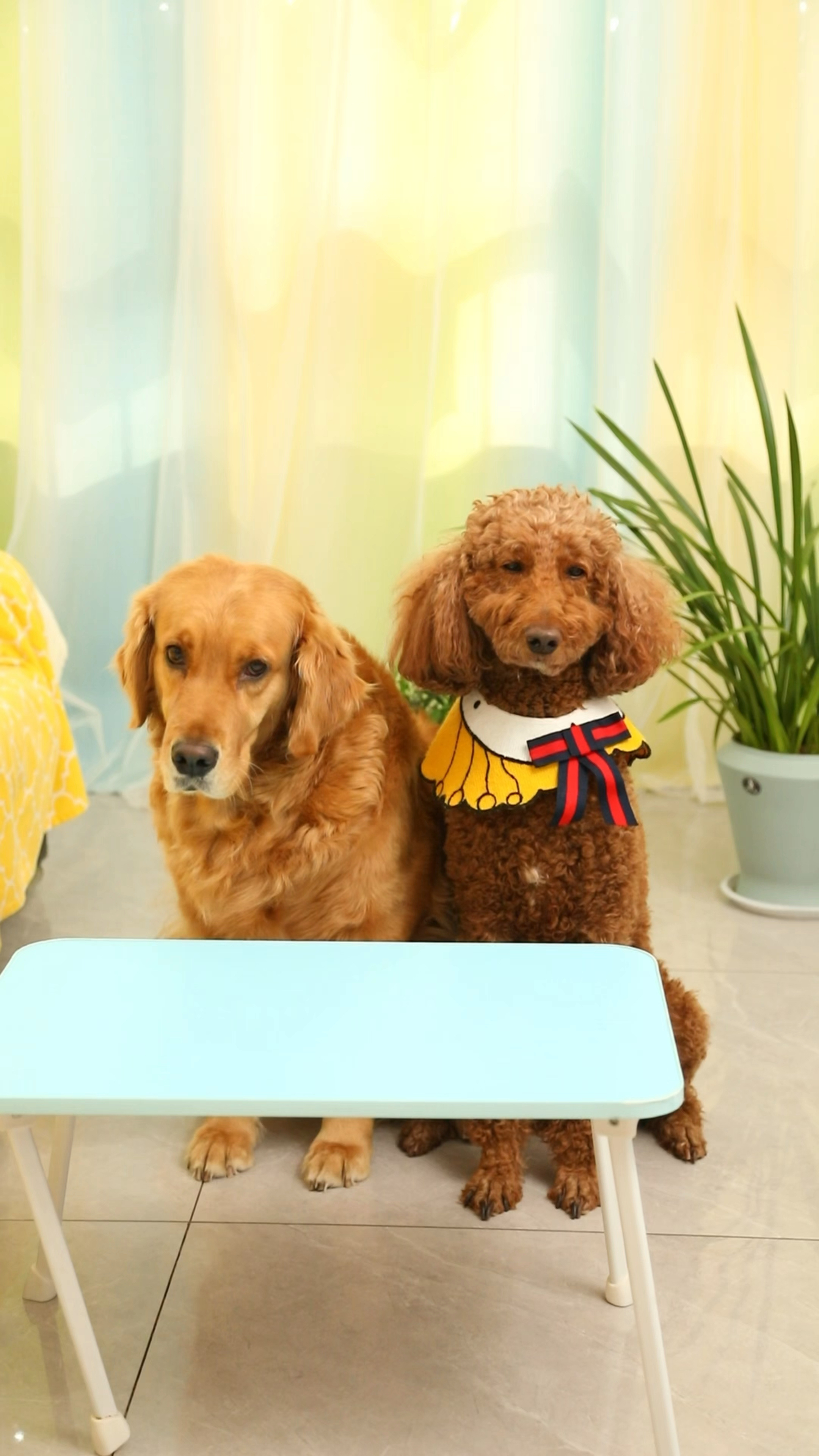 妈妈给coco和奶茶钱了吗