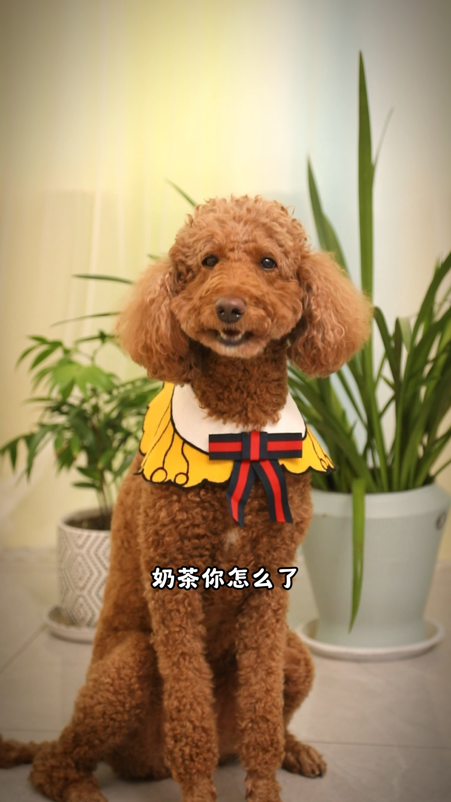 coco做了一个很奇怪的梦