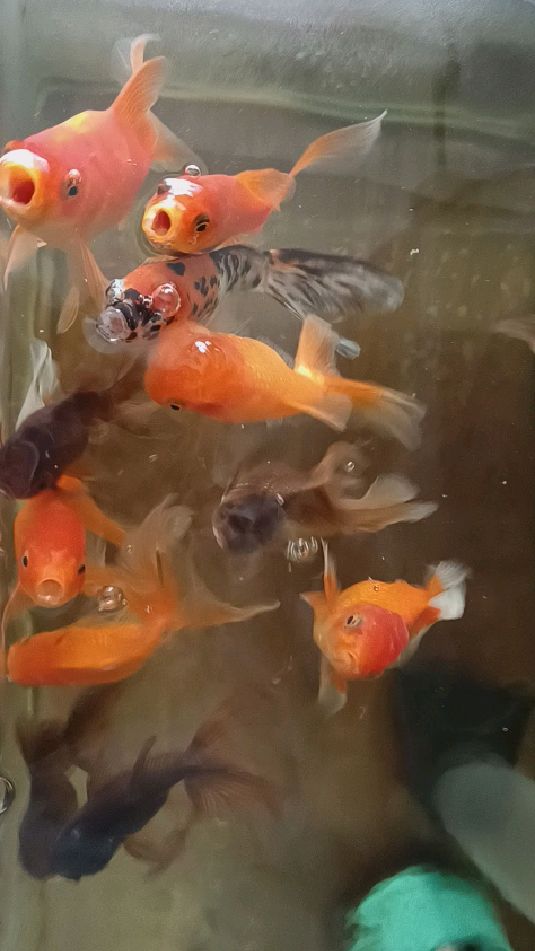 传统金鱼凤高抢食