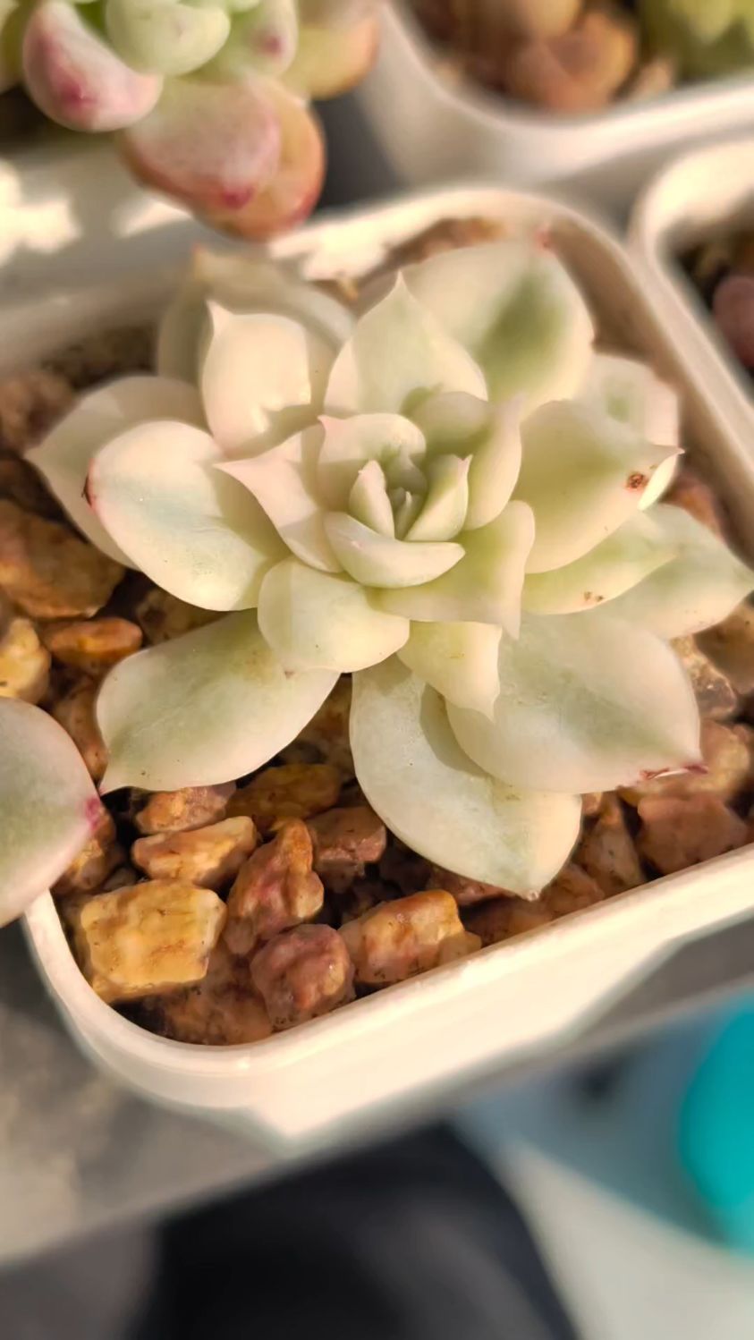 月亮仙子锦，叶层有些少了