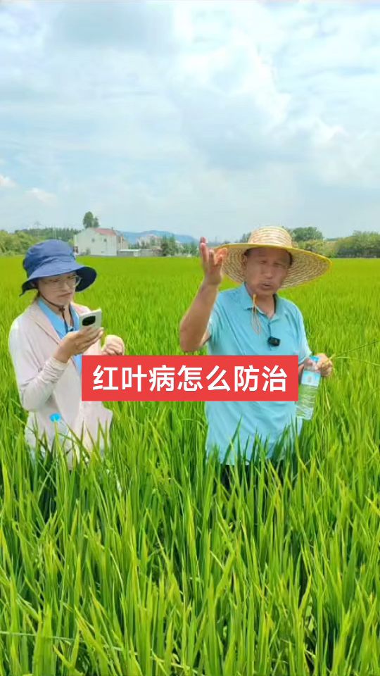 红叶病怎么防治?