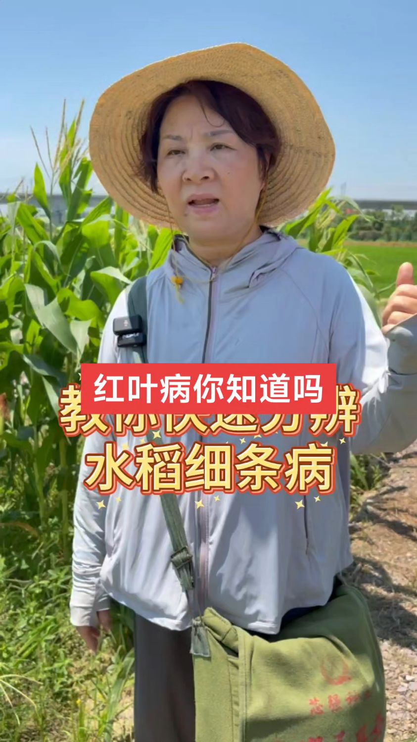 红叶病你知道吗?