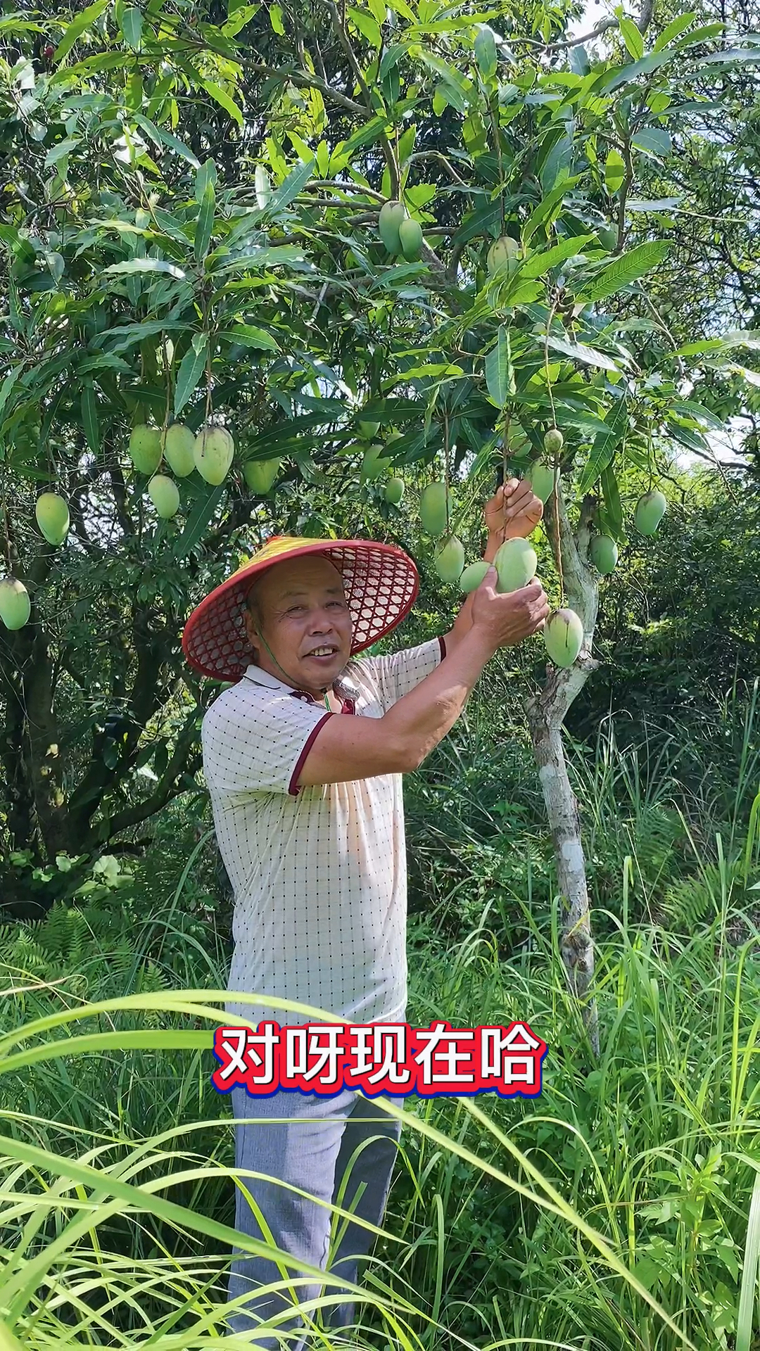 东北老汉来广西做客,没想到能吃到品种多样的水果,太开心了