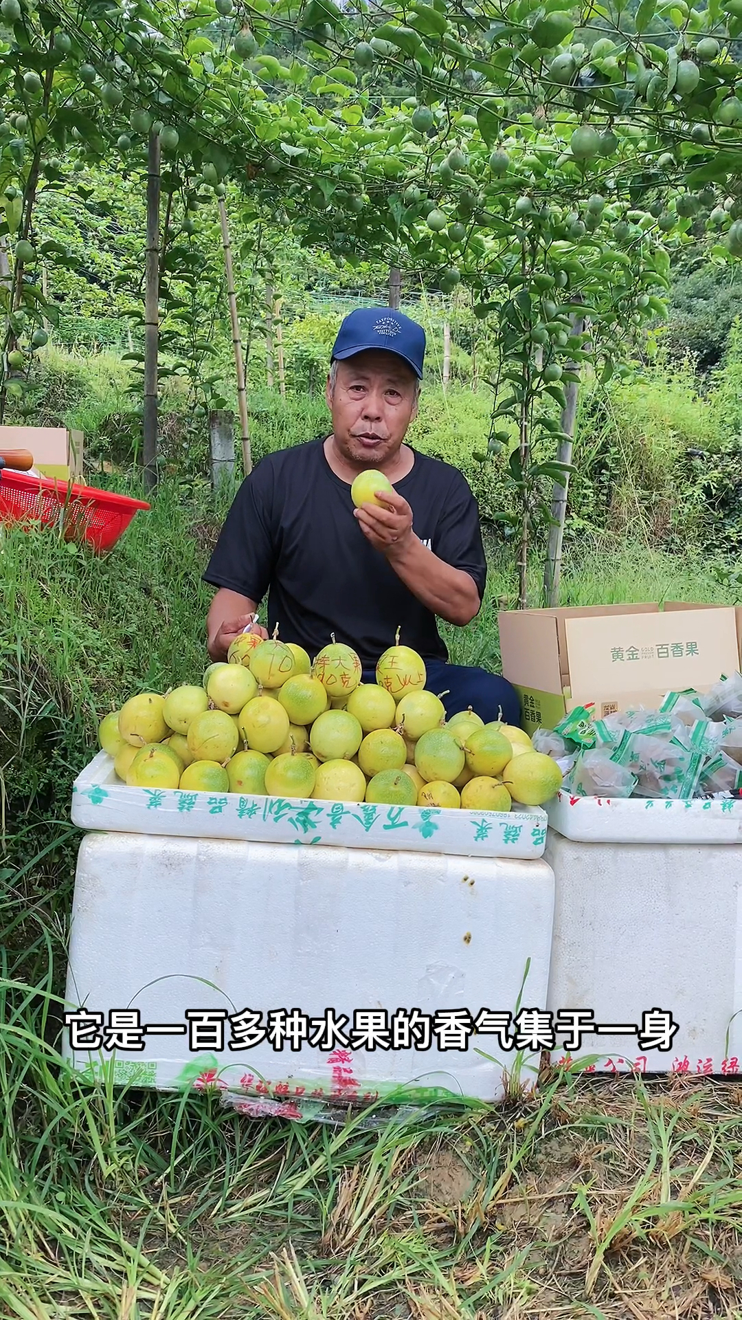 没想到桂林山区的百香果这么甜蜜还这么大,让老汉感到太意外了!