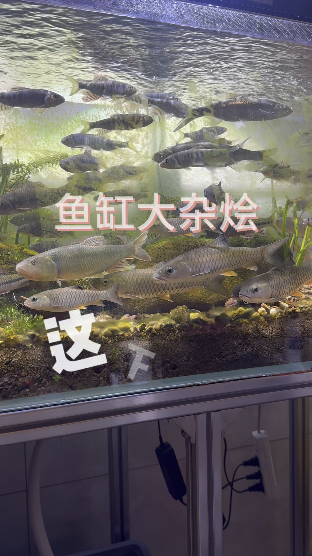 原生鱼混养会怎么样? #鱼缸里的大自然 #养鱼日记 #最美原生鱼