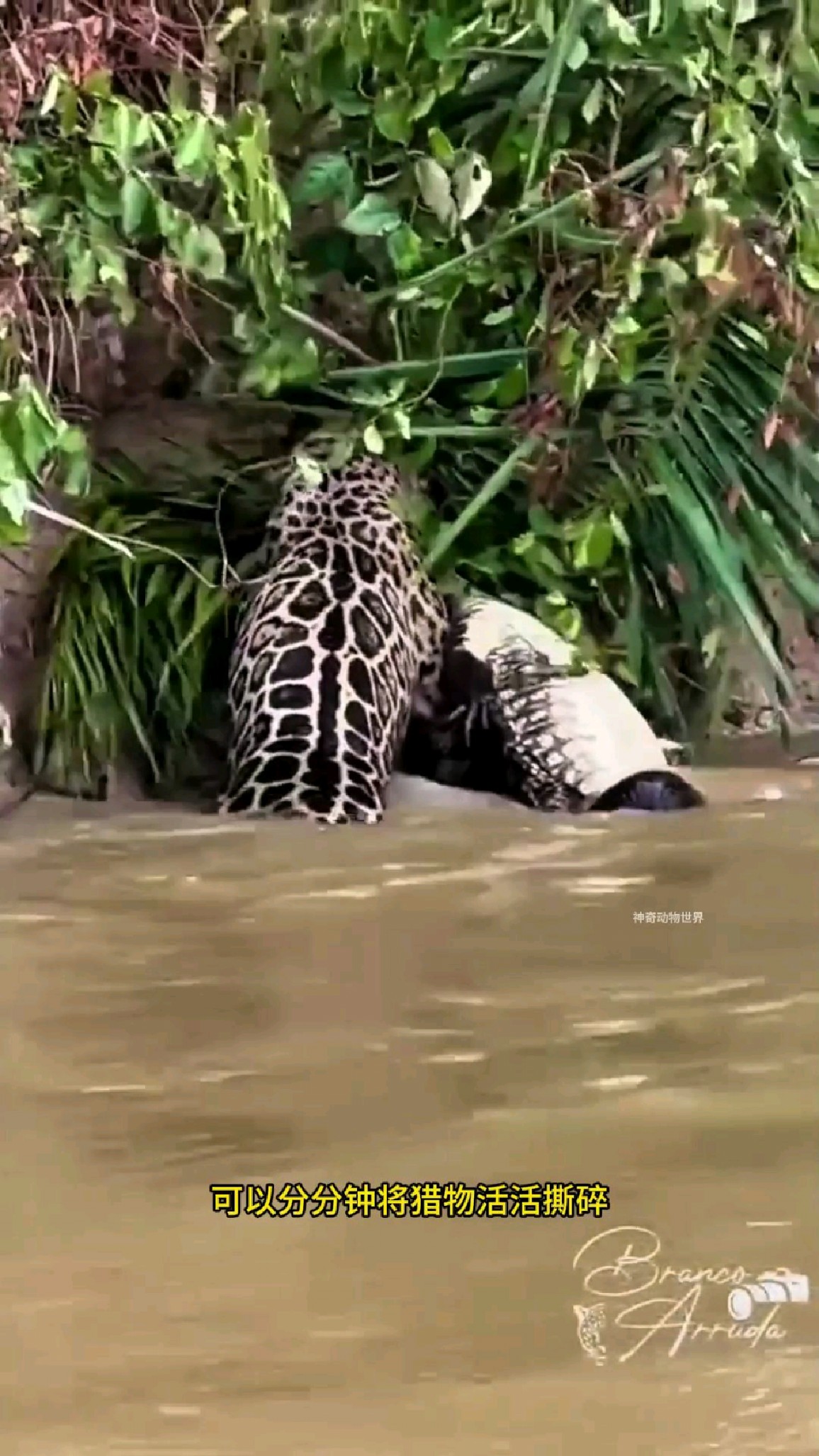 美洲豹狩猎水里的鳄鱼