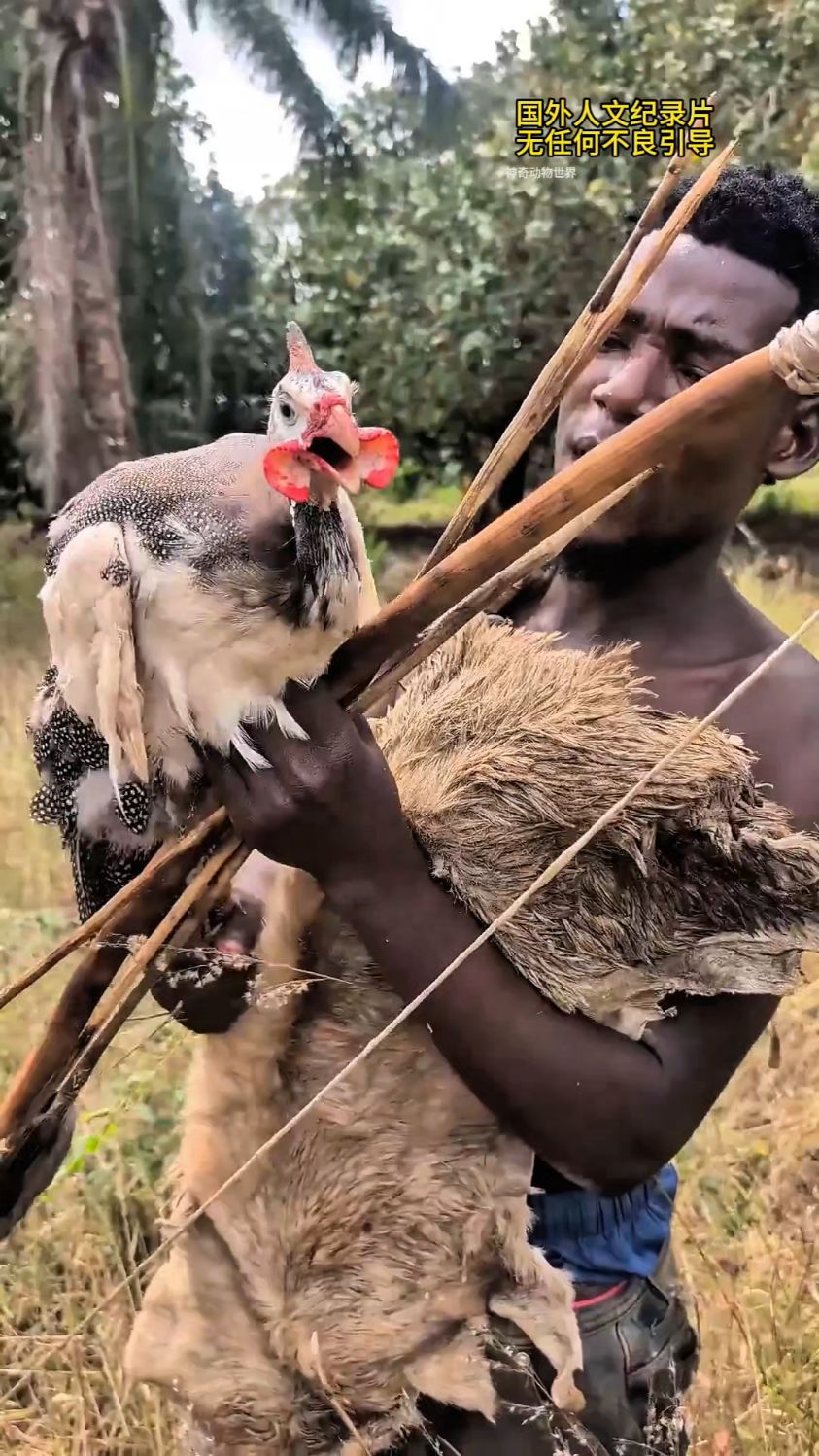 非洲原始部落吃野鸡