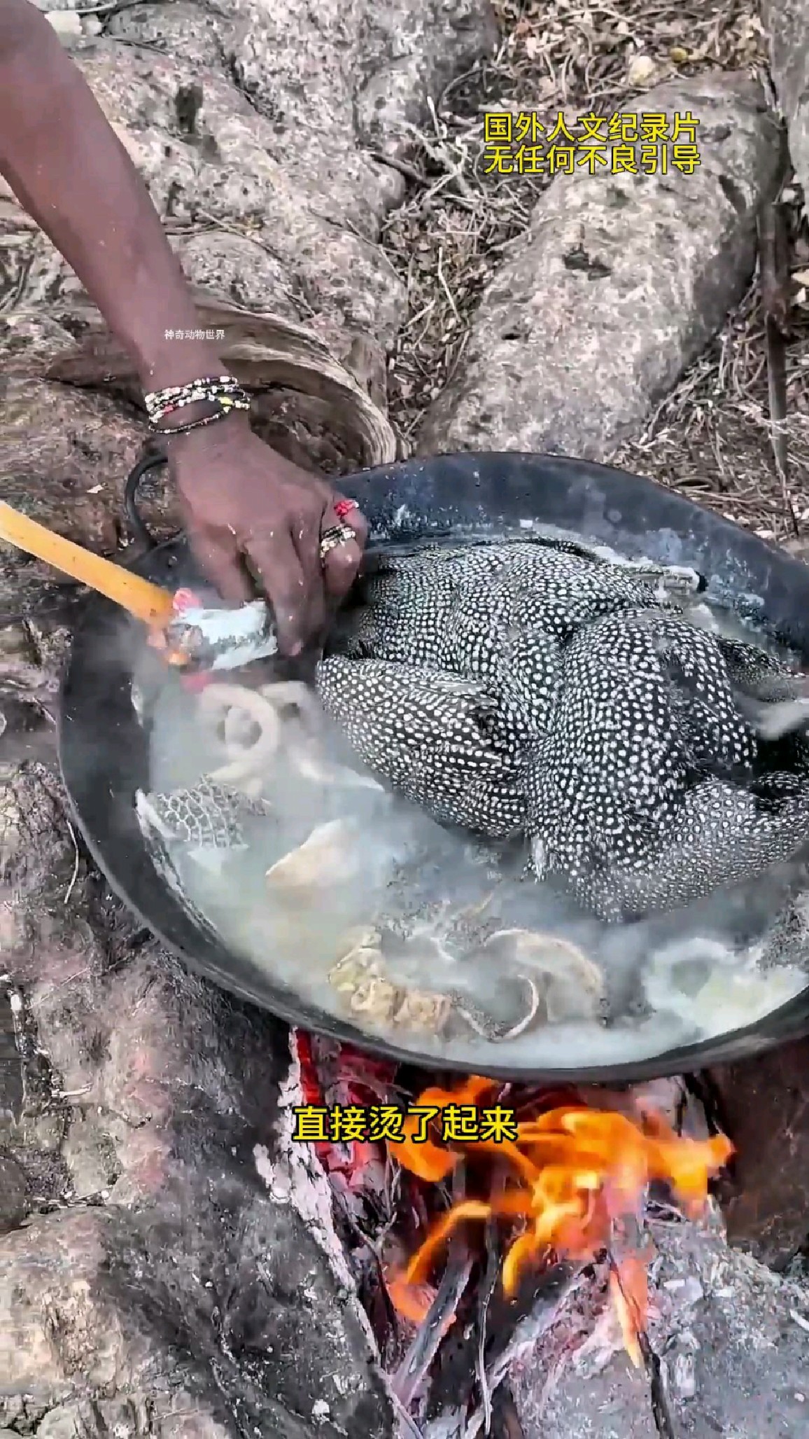 非洲原始部落吃珍珠鸡