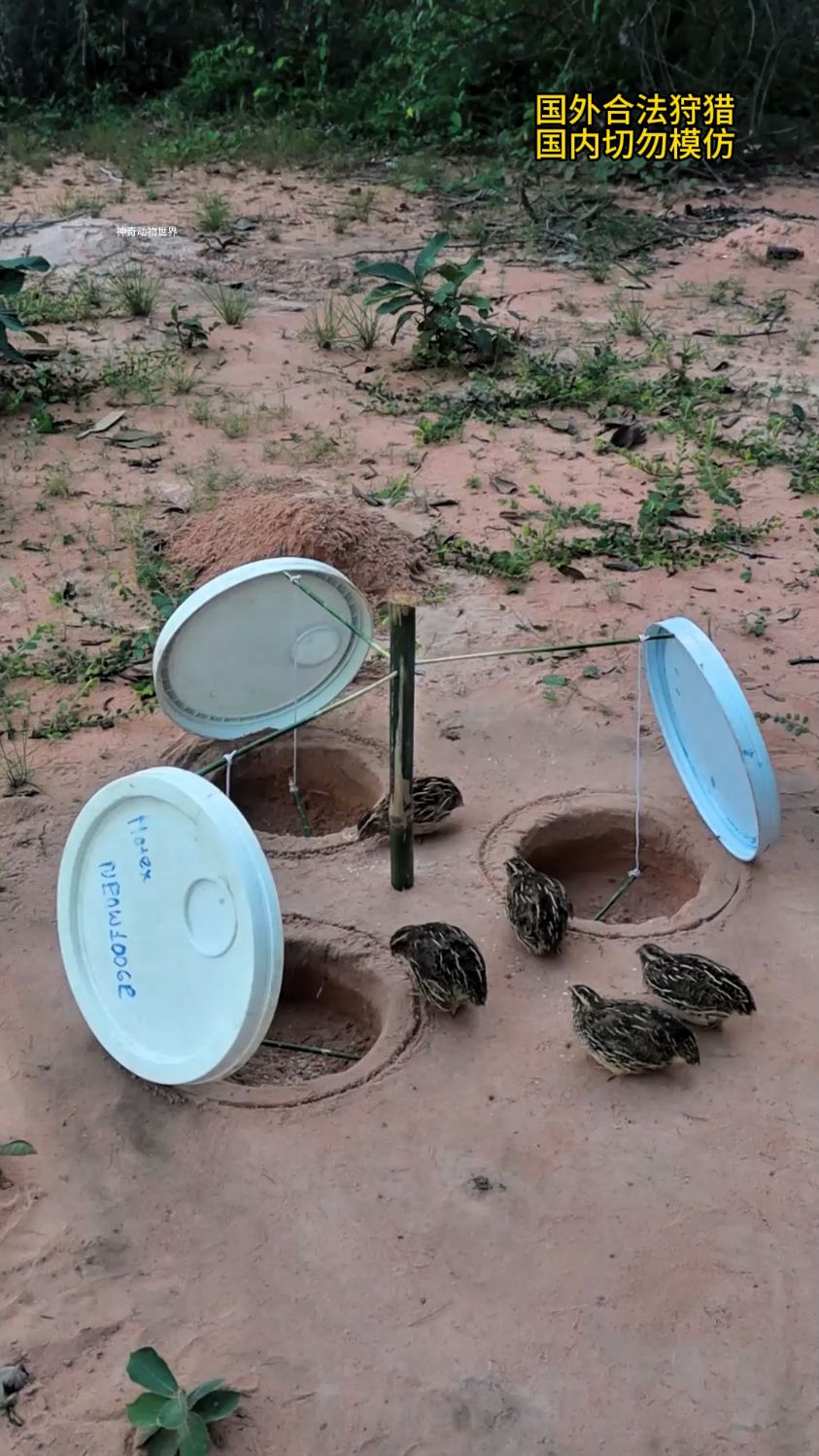 国外用陷阱狩猎野鸡