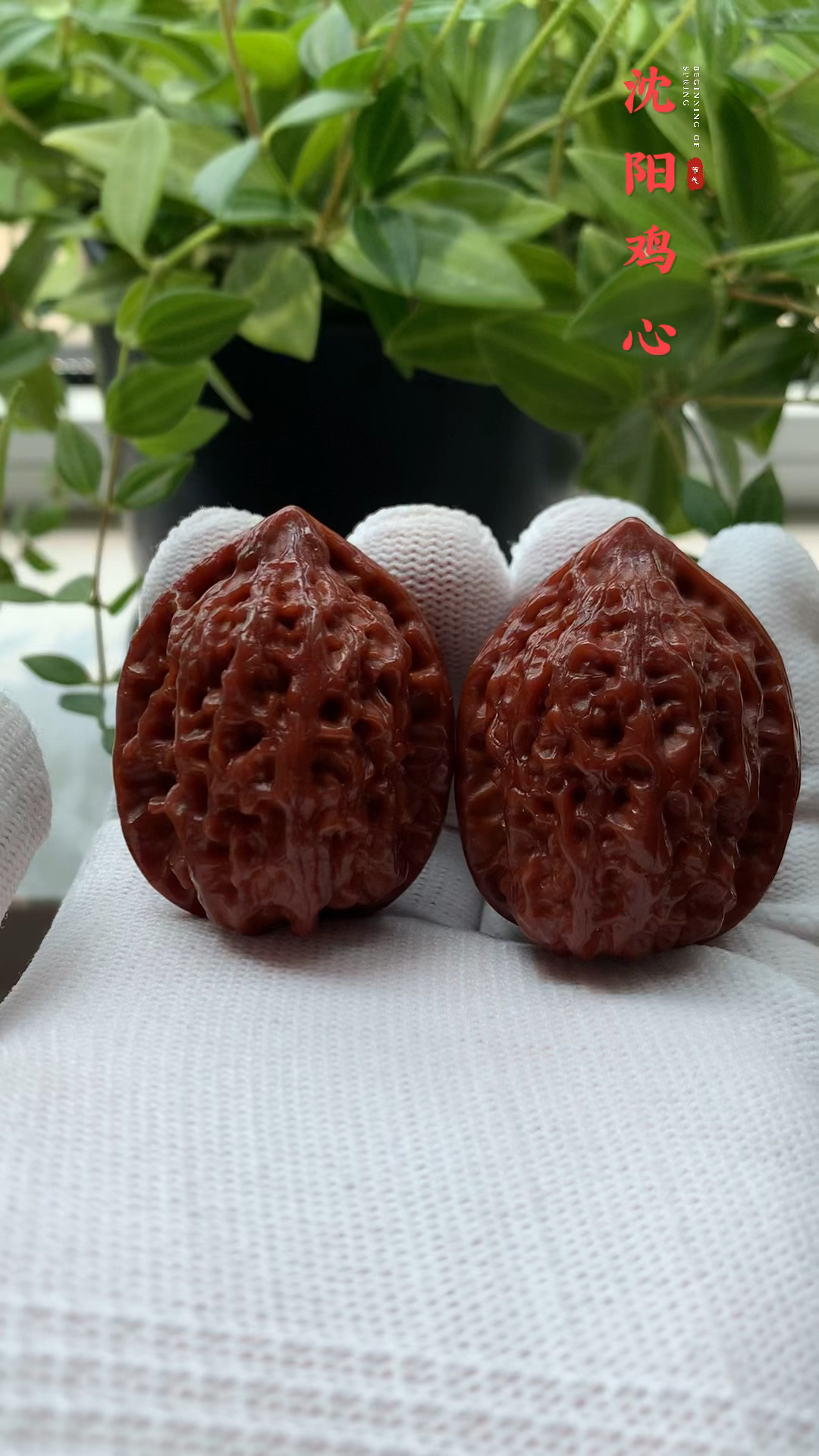 百年老树沈阳鸡心,原树沈阳鸡心姬核桃,老树沈鸡欣赏。