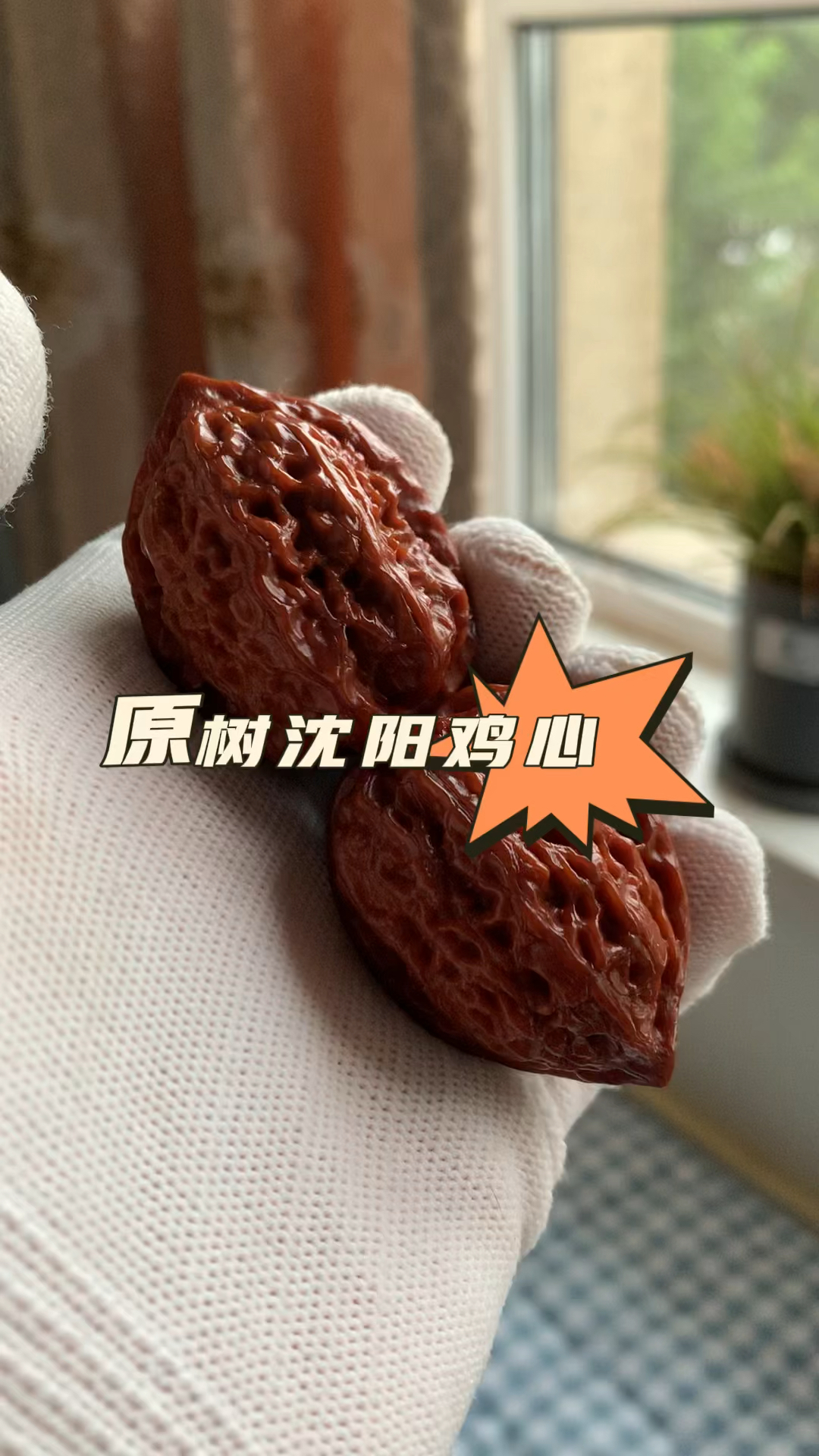 百年老树沈阳鸡心,原树沈阳鸡心姬核桃,阴天室内自然光拍摄欣赏