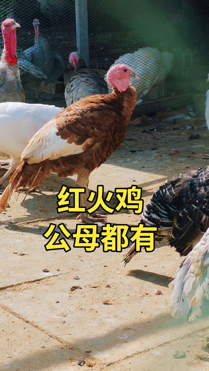红火鸡,好养又养活