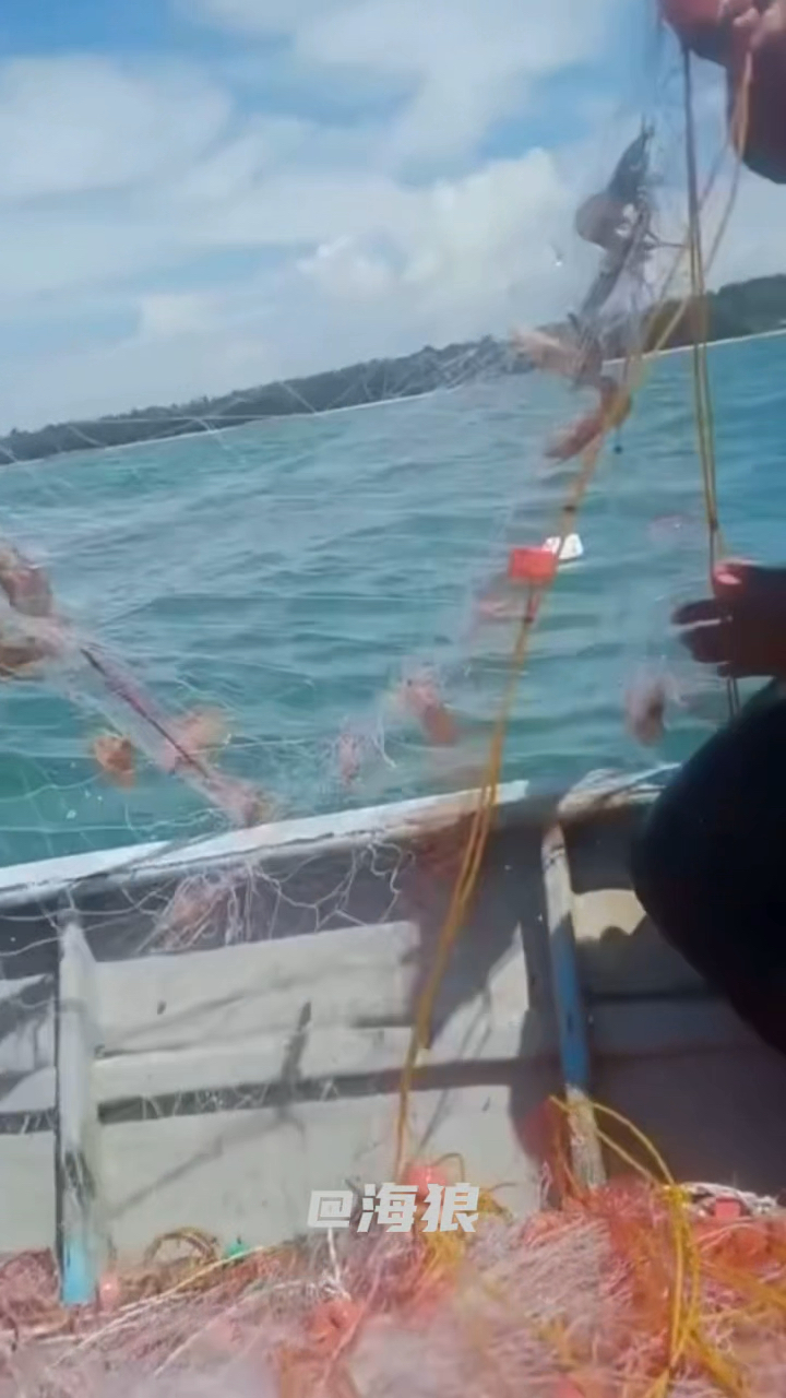 出海丝网捕大虾#虾#捕虾#剑虾