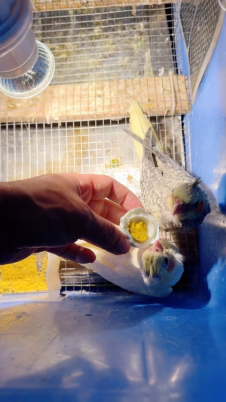 腮红鸡吃白皮鸡蛋啰