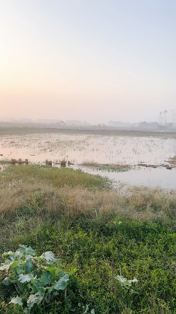 早晨阳光下的龙虾池