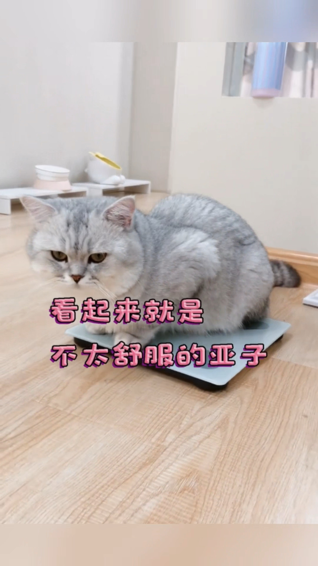 猫咪母鸡蹲的原因
