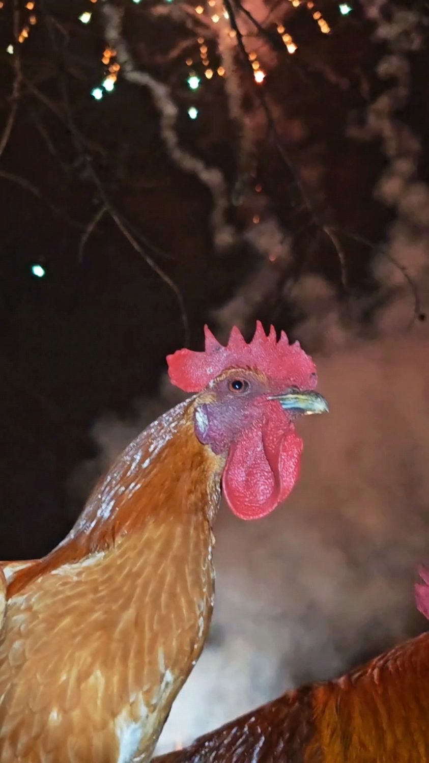 新年快乐,高脚大公鸡来拜年