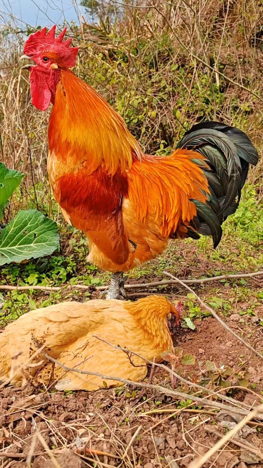 青脚土公鸡带母鸡,画面很温馨