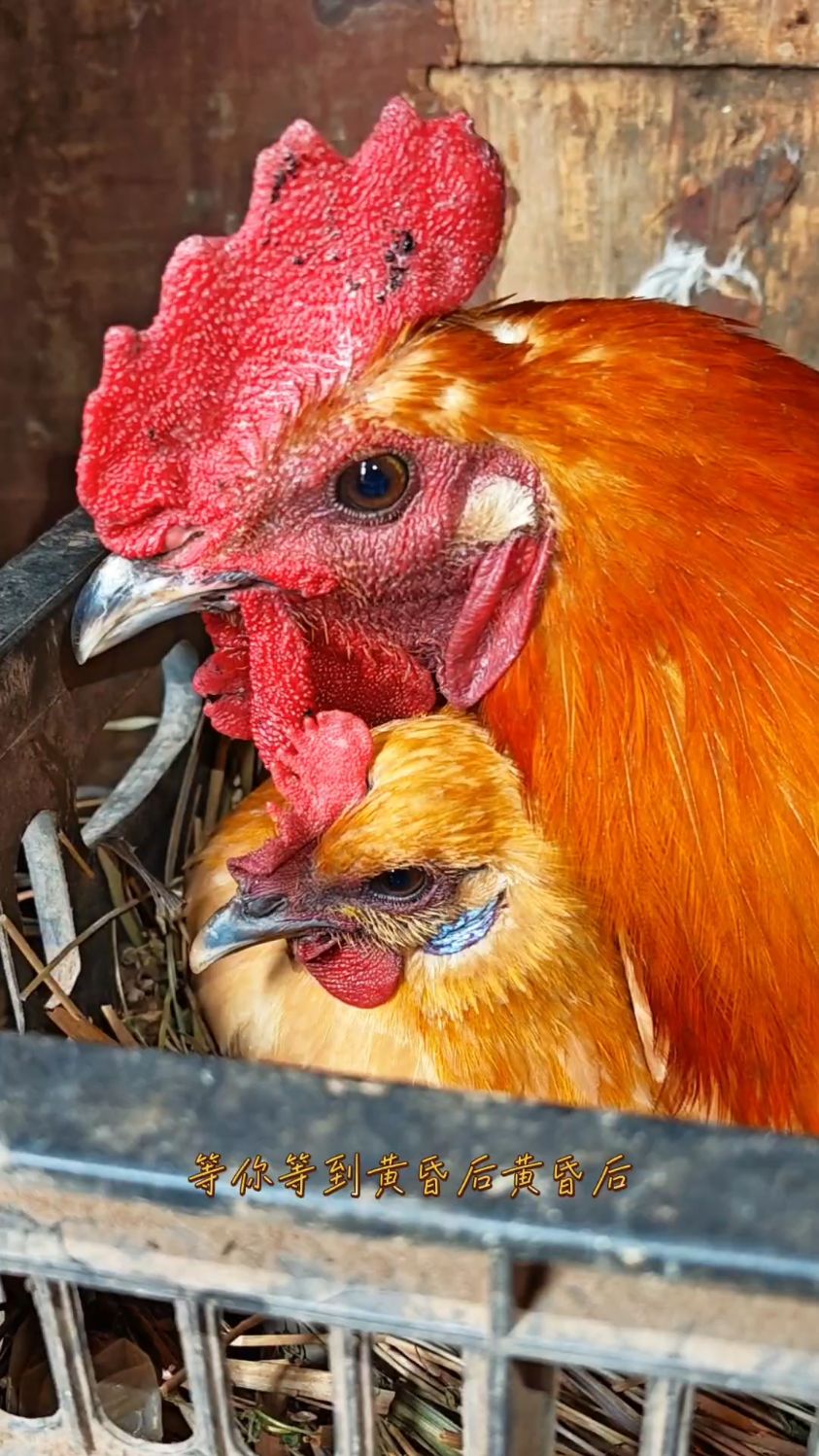 离了个大谱,大公鸡和母鸡在鸡窝秀恩爱