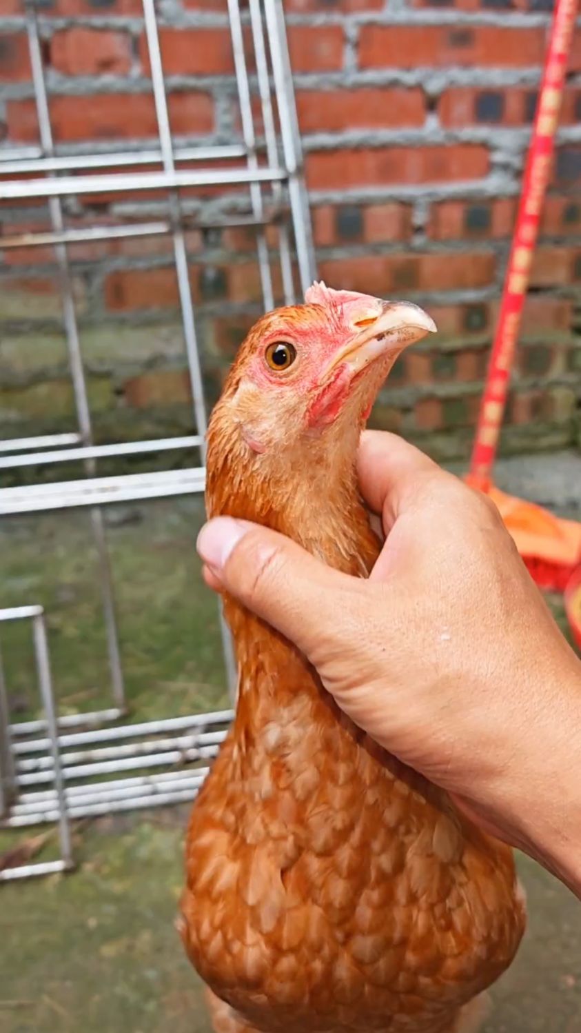 漂亮的小母鸡让人爱不释手