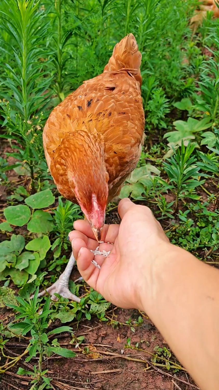 漂亮的高脚小母鸡抓起来把玩下