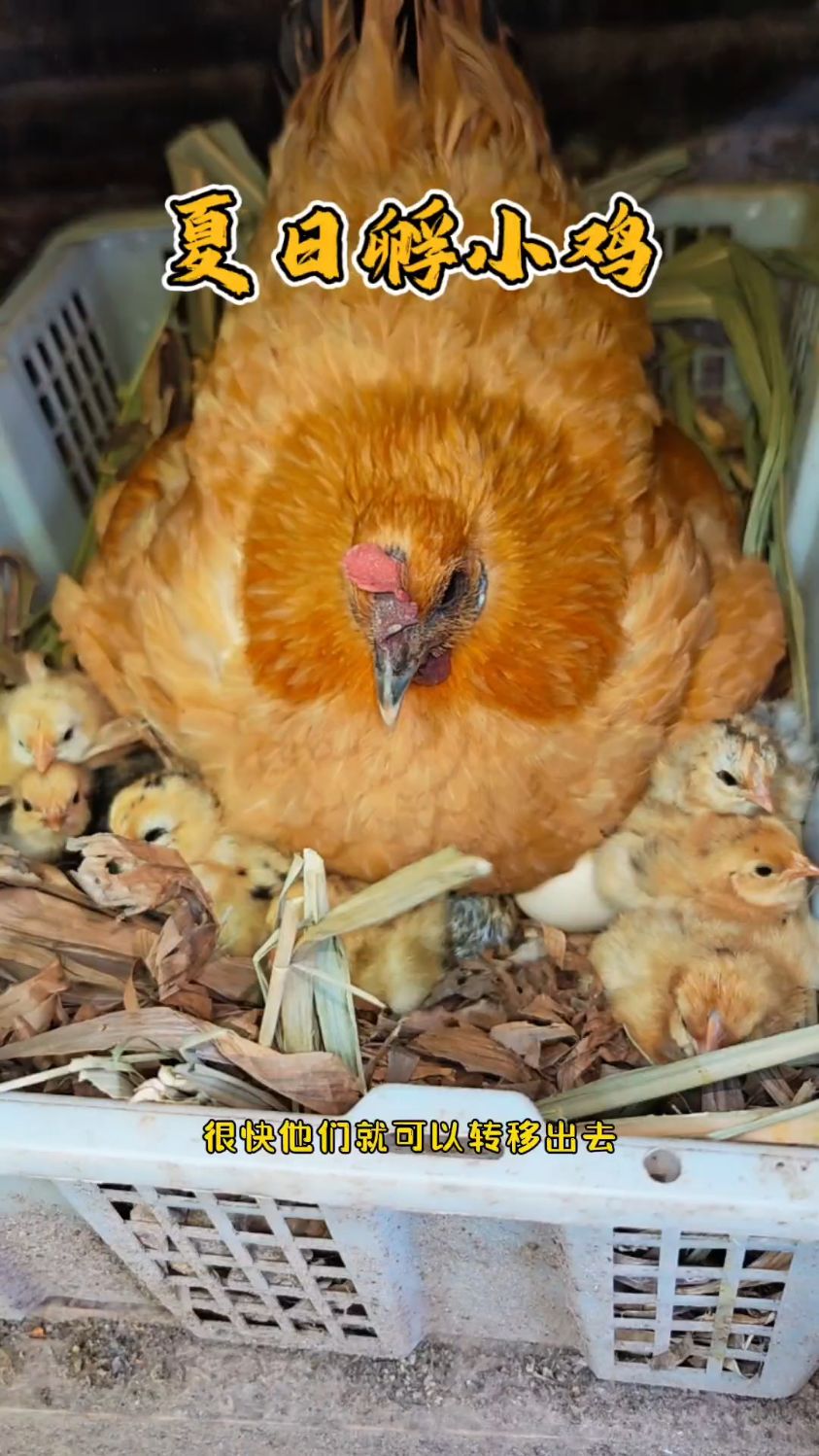 40多度的天气能不能孵小鸡，答案在这里