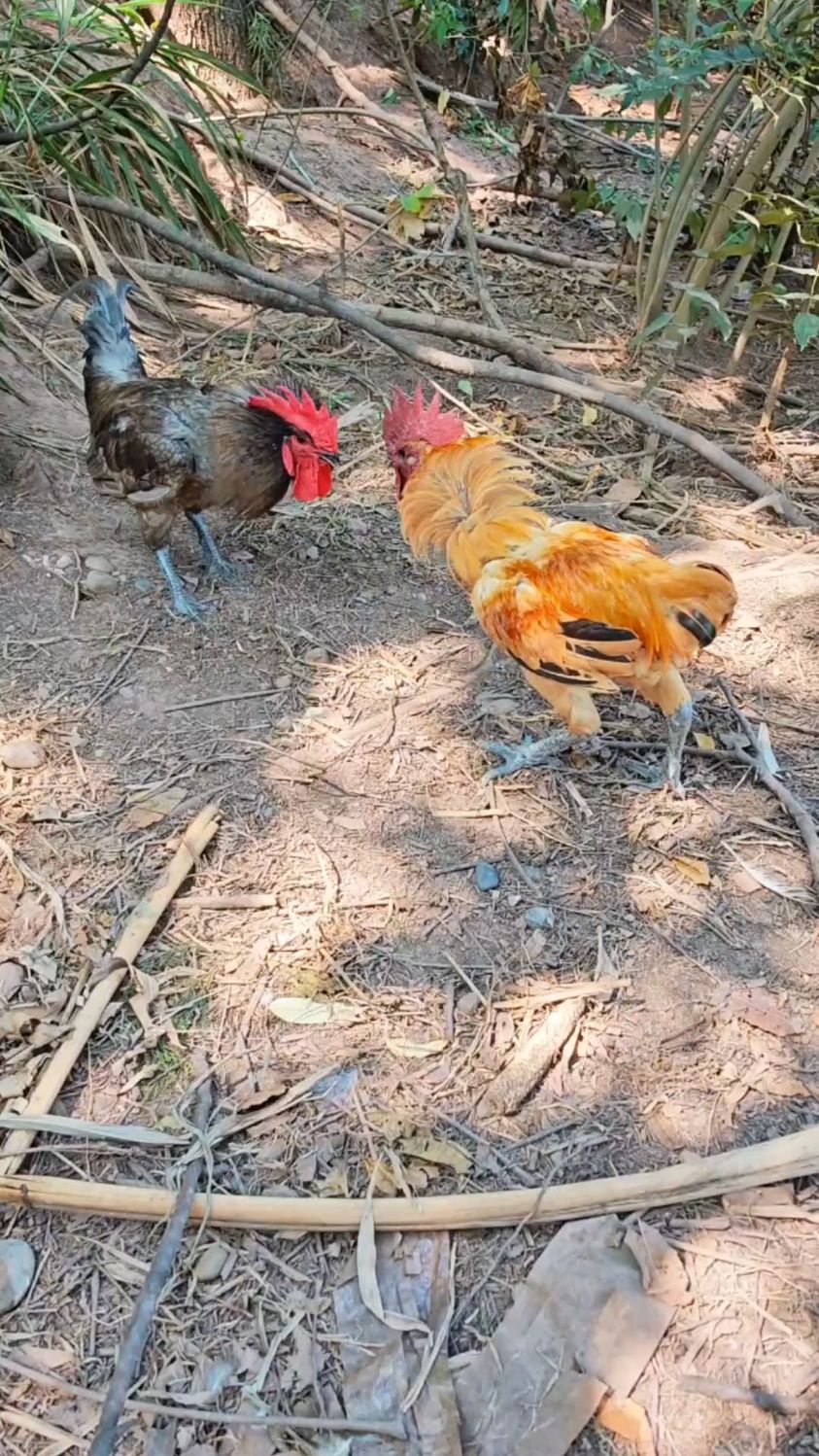 老六公鸡再次挑战狂暴的瓦灰公鸡