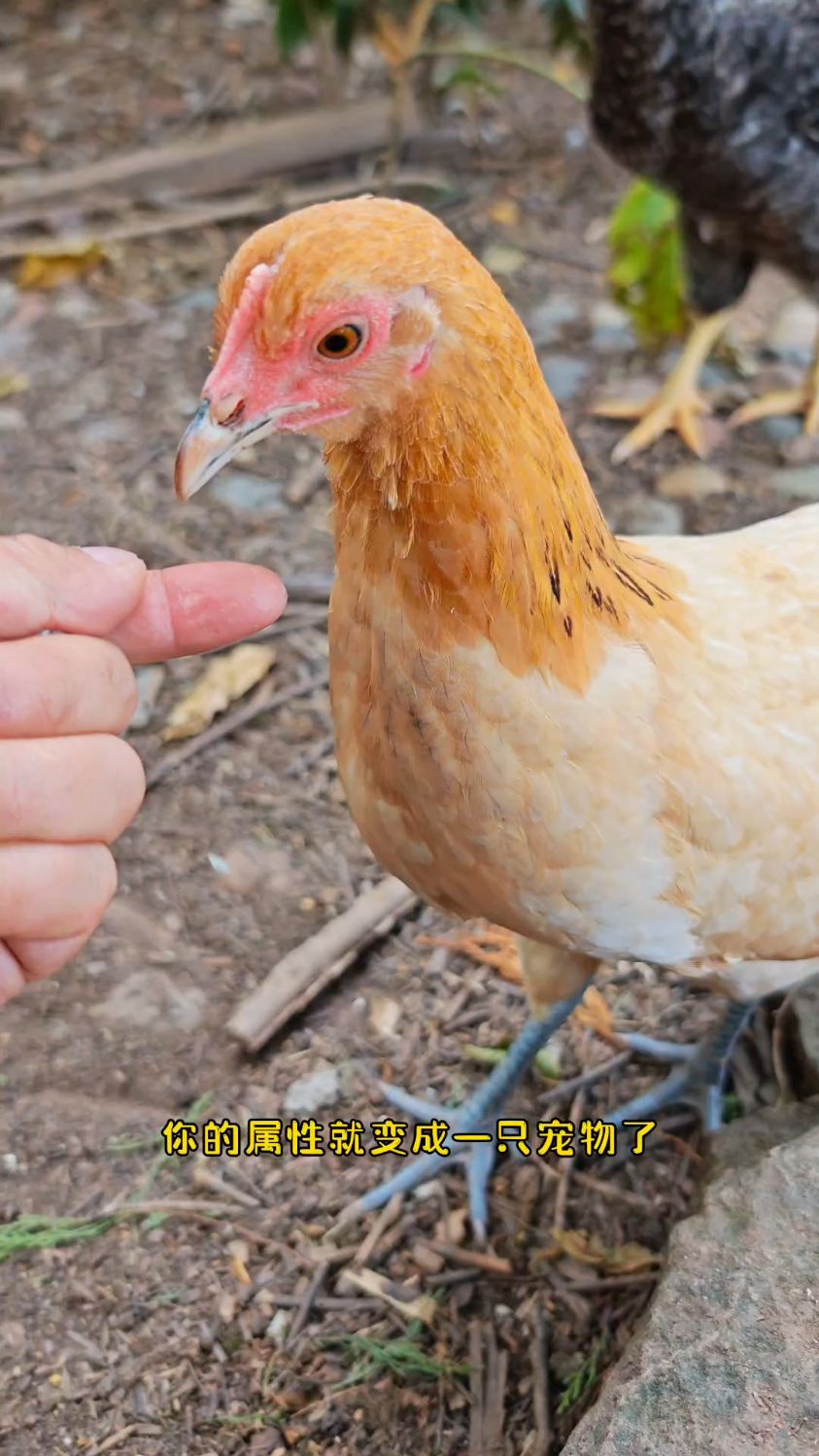 遇到一只先天亲人圣体的鸡是什么体验