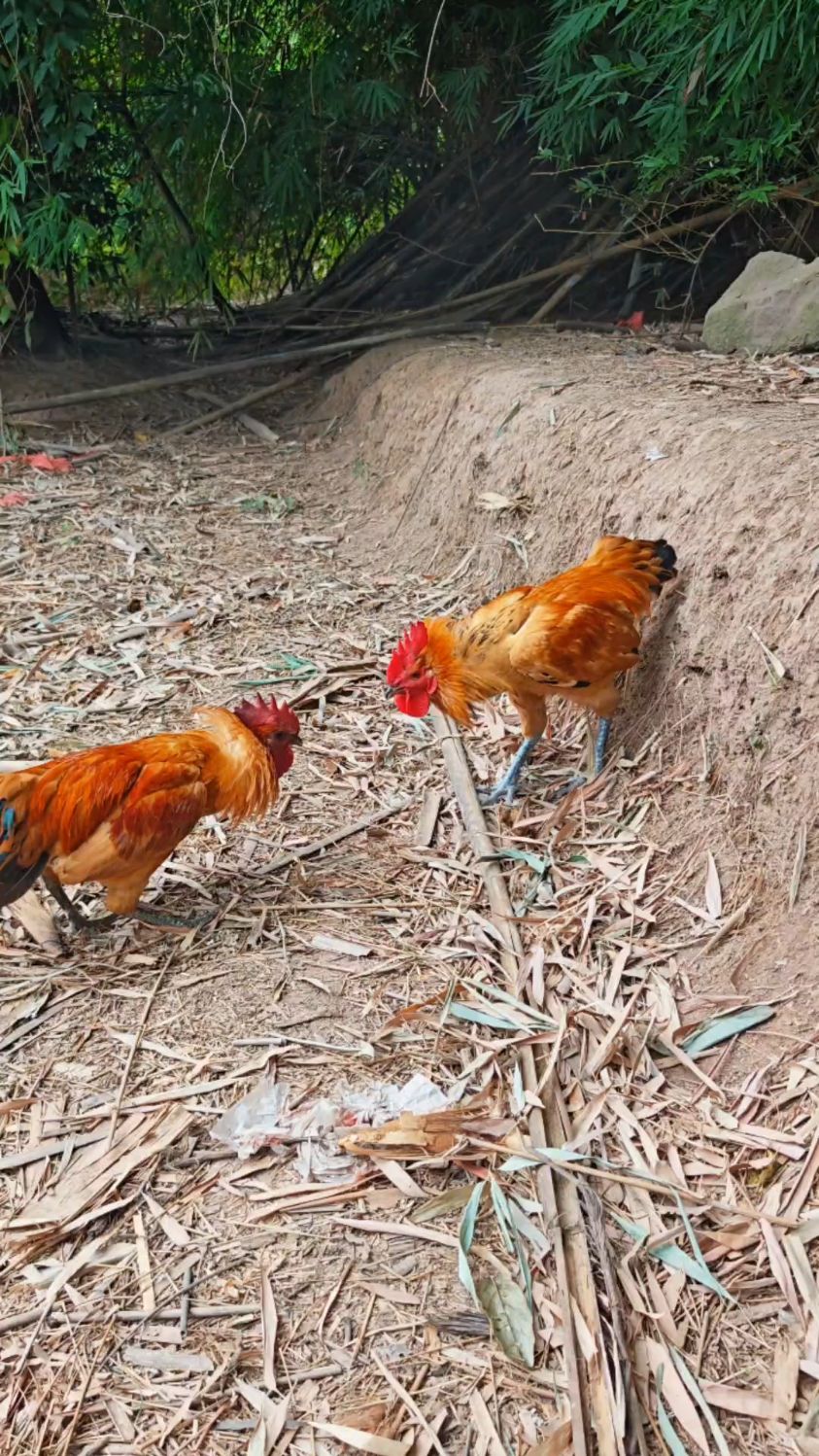 青脚土鸡新秀勇闯乌骨鸡老巢