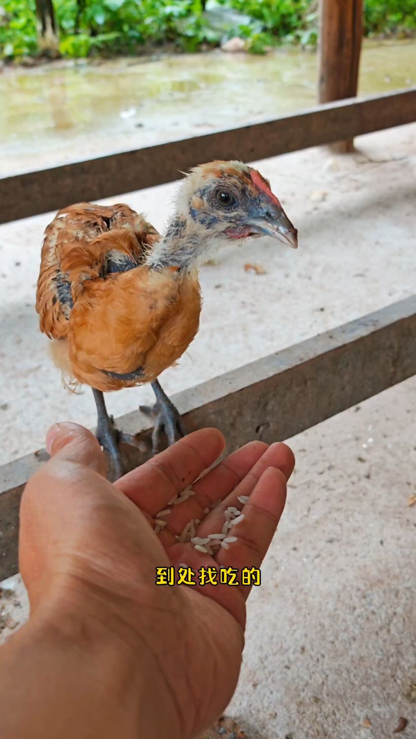 聪明的小公鸡有了自己的名字