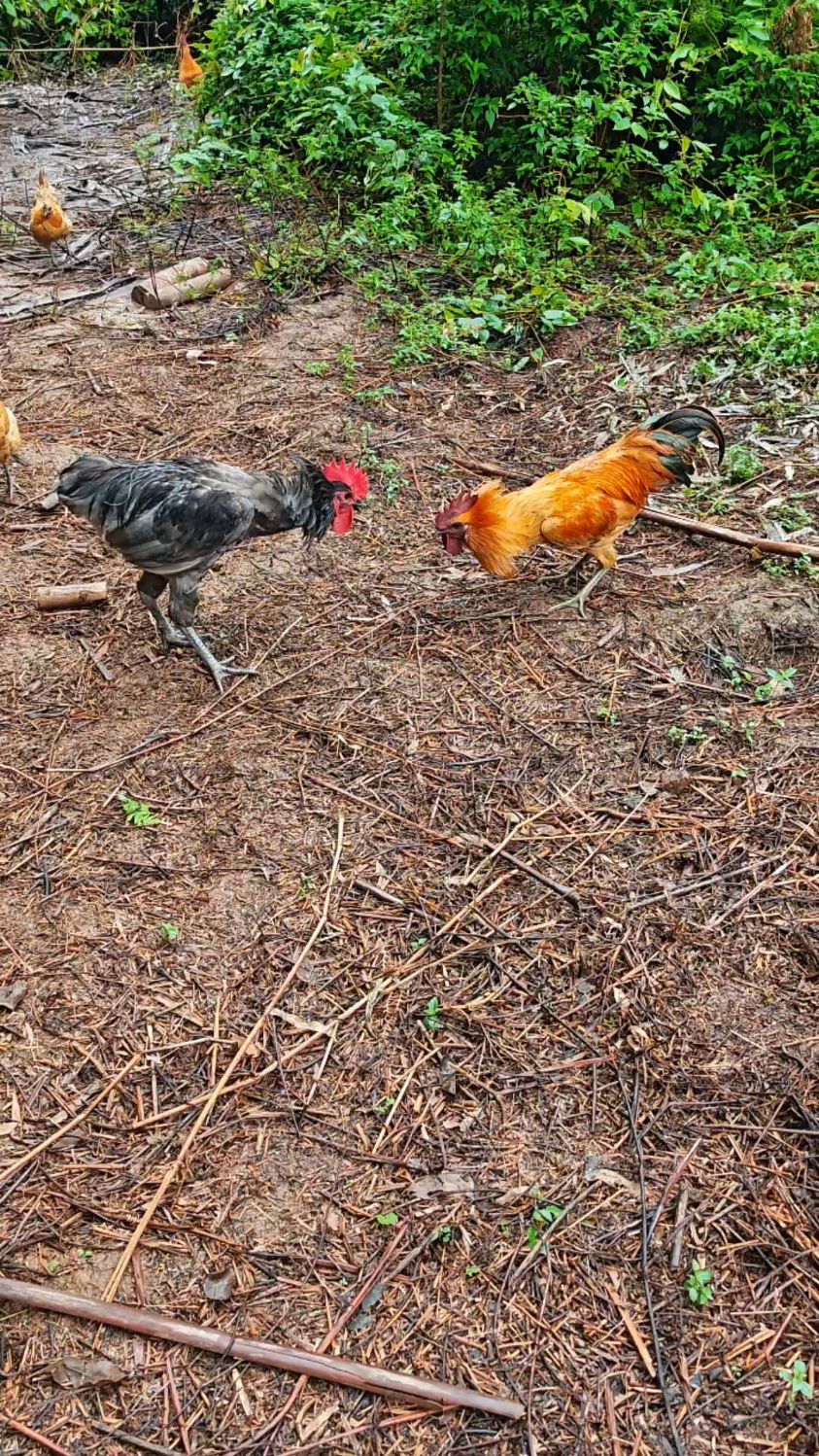 高脚瓦灰公鸡首次出击,一展风采