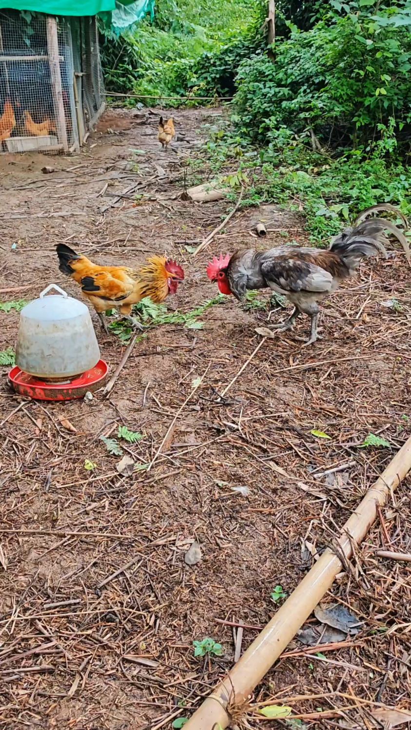 天下功夫唯快不破，两只公鸡上演速度爆发