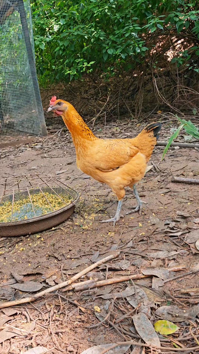 漂亮的高脚母鸡写真