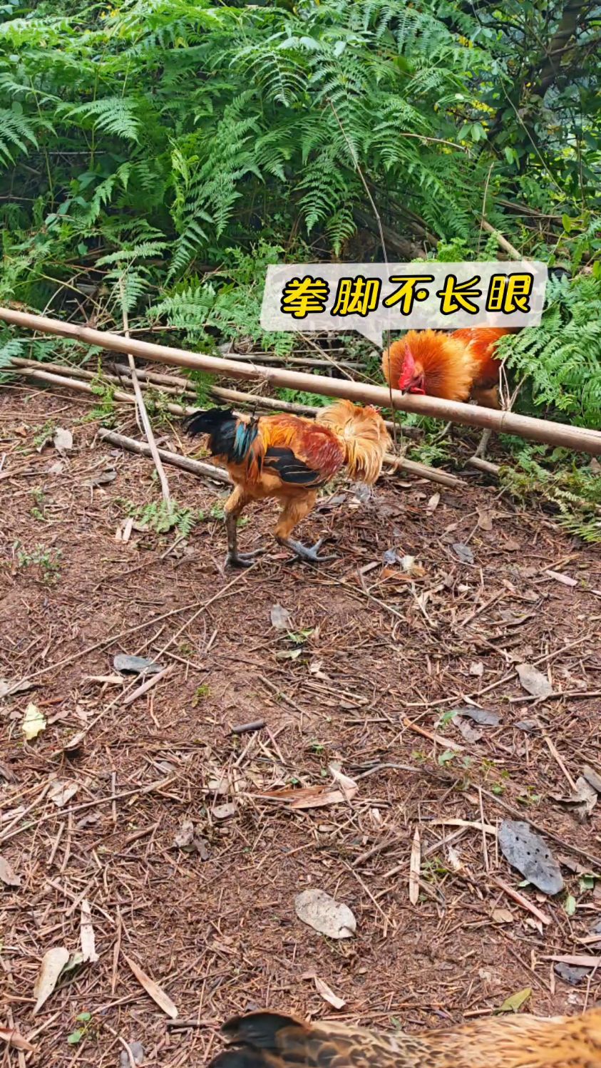 精彩土鸡打斗预告