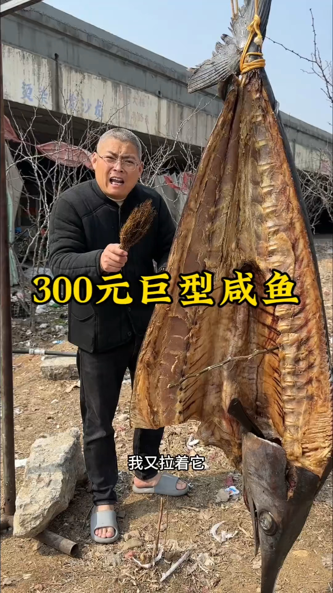 300元一只巨型咸鱼你吃过吗