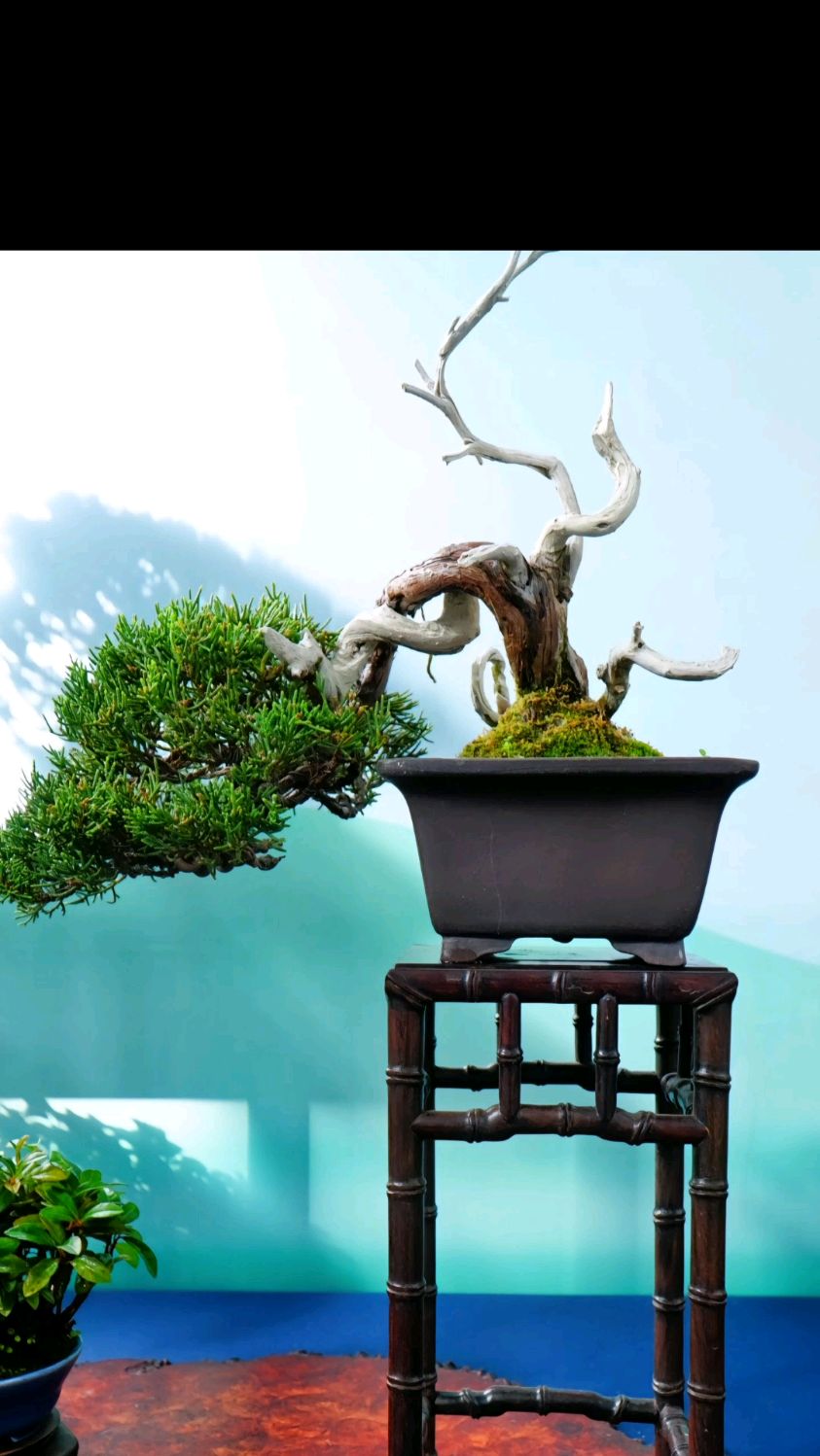这种真柏盆景造型没有看过