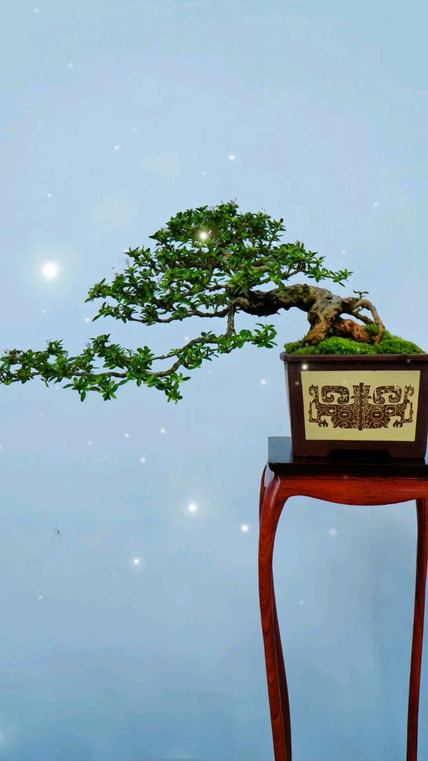 真柏盆景制作悬崖造型